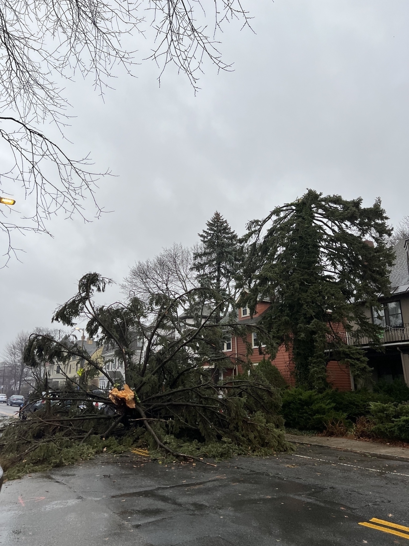 The top half of a tall pine tree lies in a street, having snapped off during a windy rainstorm.