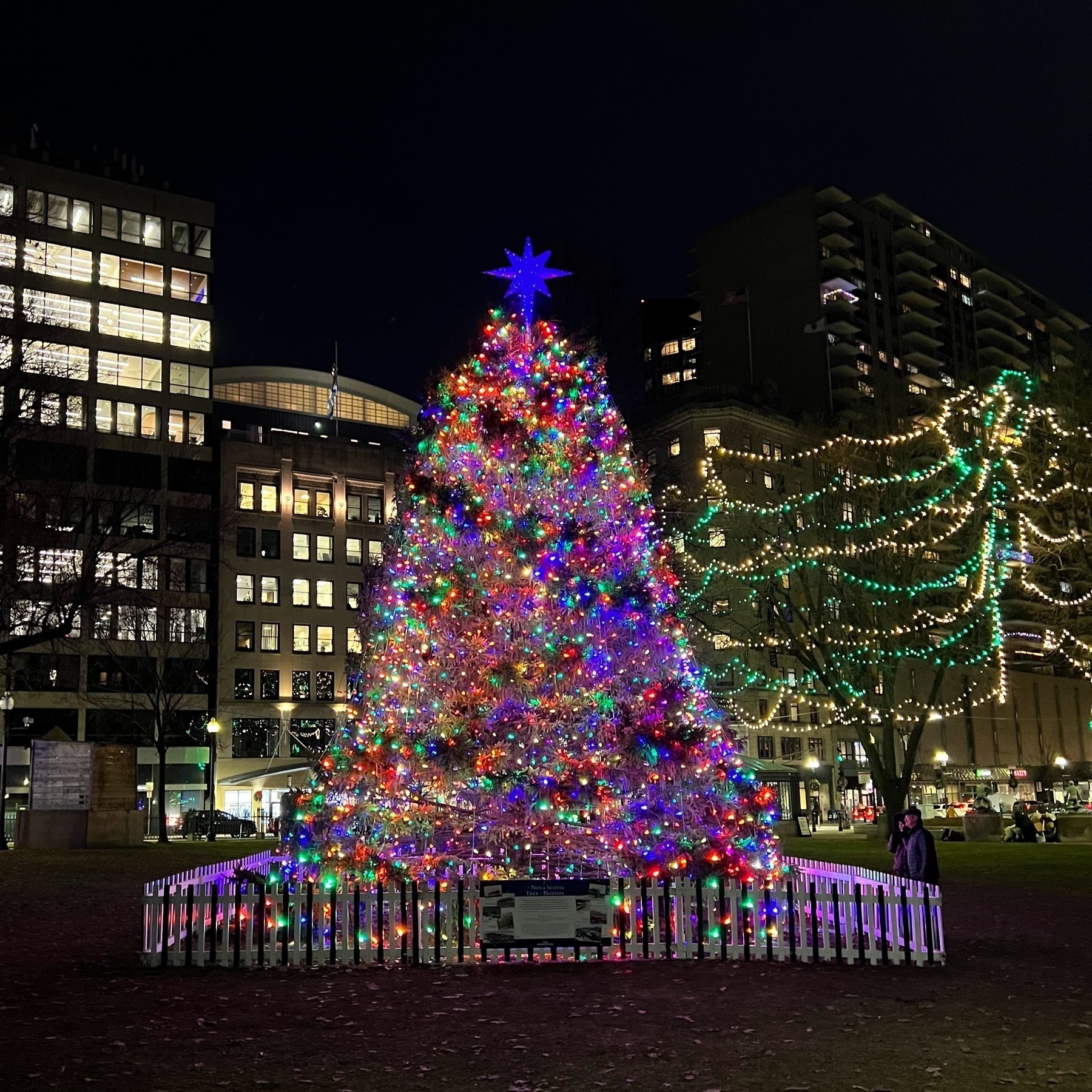 The 2023 Boston Christmas Tree on Boston Common. The tree is given annually by Nova Scotia in remembrance of aid sent by Boston in the aftermath of the 1917 Halifax Explosion.