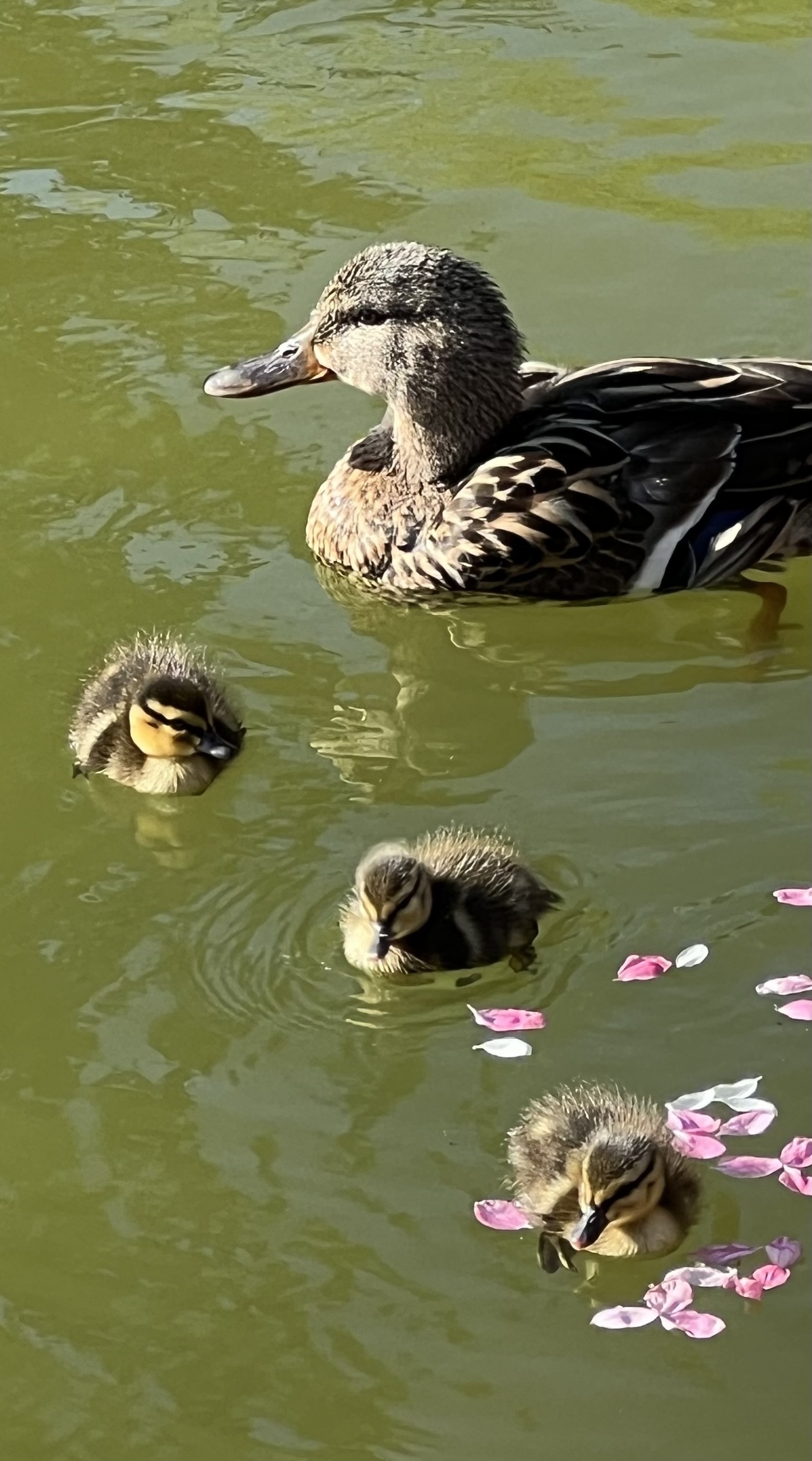 Auto-generated description: A mother duck swims in greenish water alongside her three ducklings, with pink flower petals scattered around them.