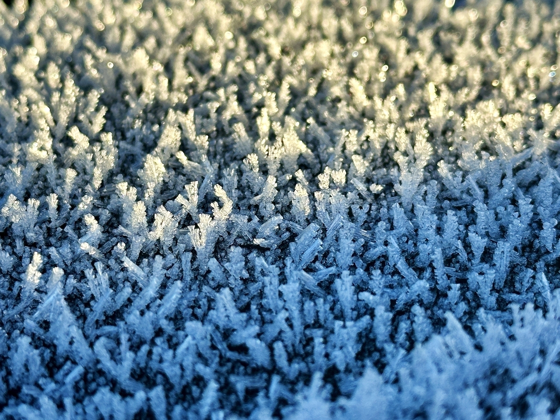 Thick frost crystals that almost look like tiny trees