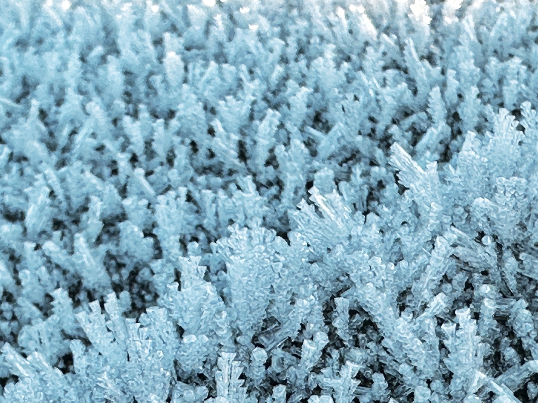 Thick frost crystals that almost look like tiny trees