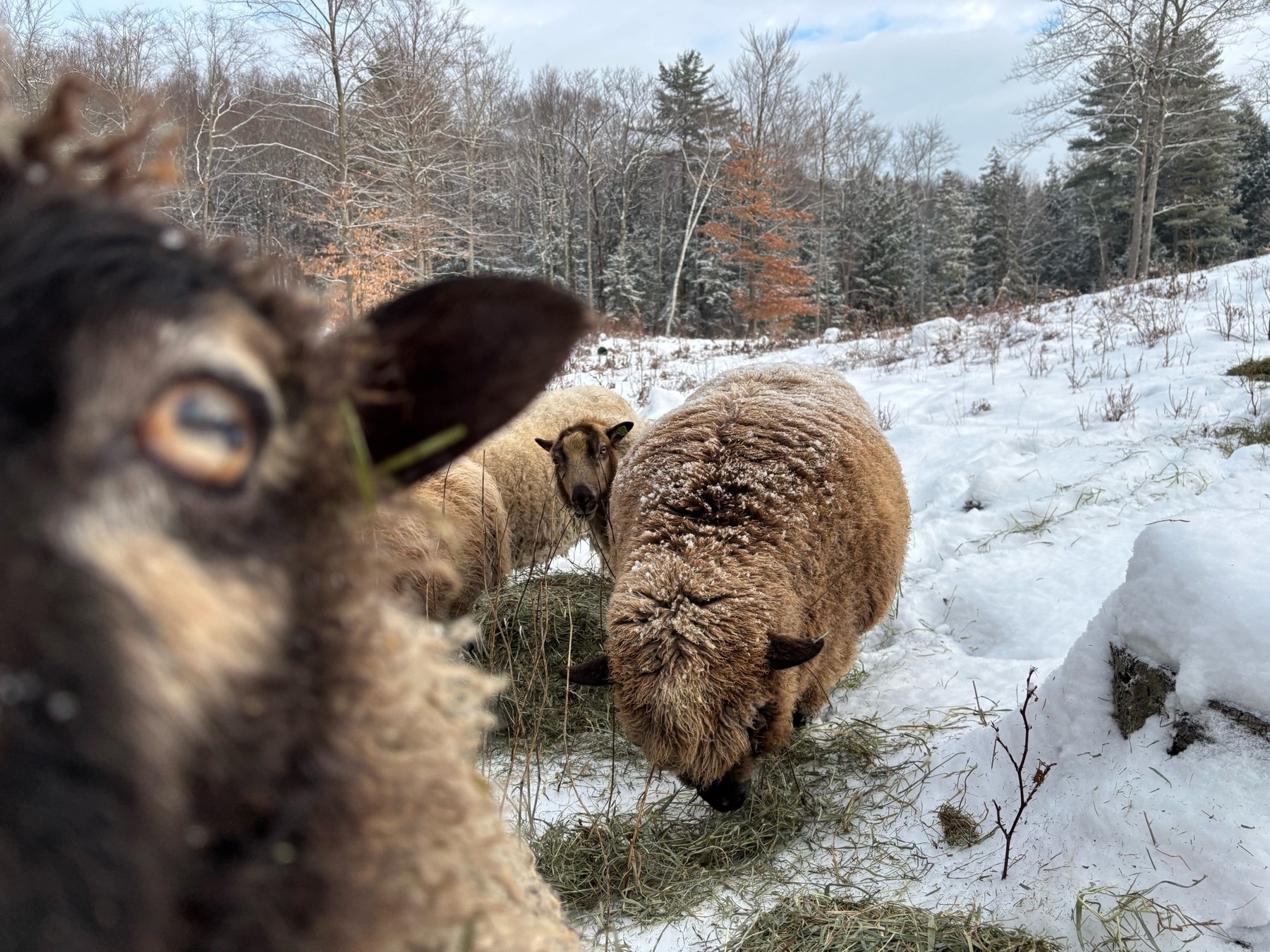 A black-and-white sheep's face is visible very near the camera, photobombing a short of a few others with their faces down to eat the hay bale spread on the snow.