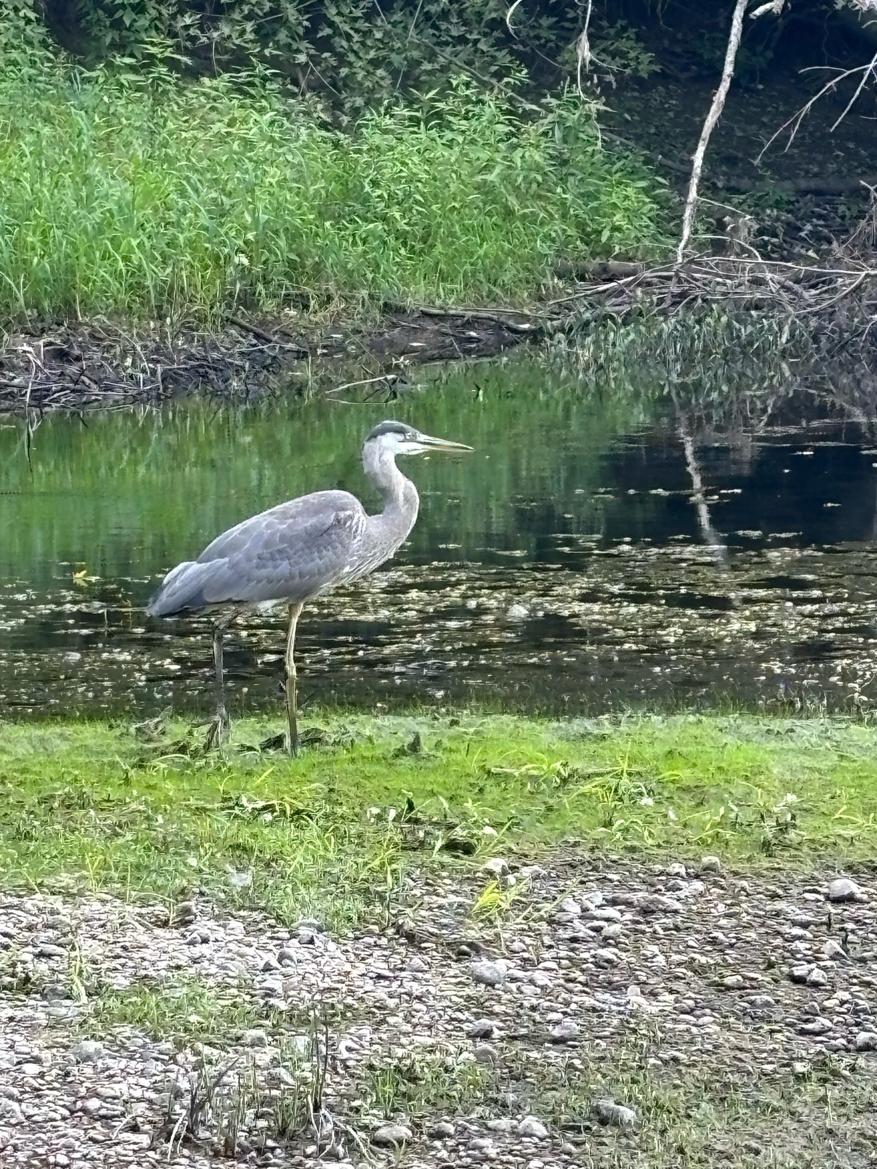 The same grey bird with long legs, neck, and beak is turned in profile.  The whiteness of the neck and darker wings are easier to see.  The bird stands on a riverbank with green plants behind.