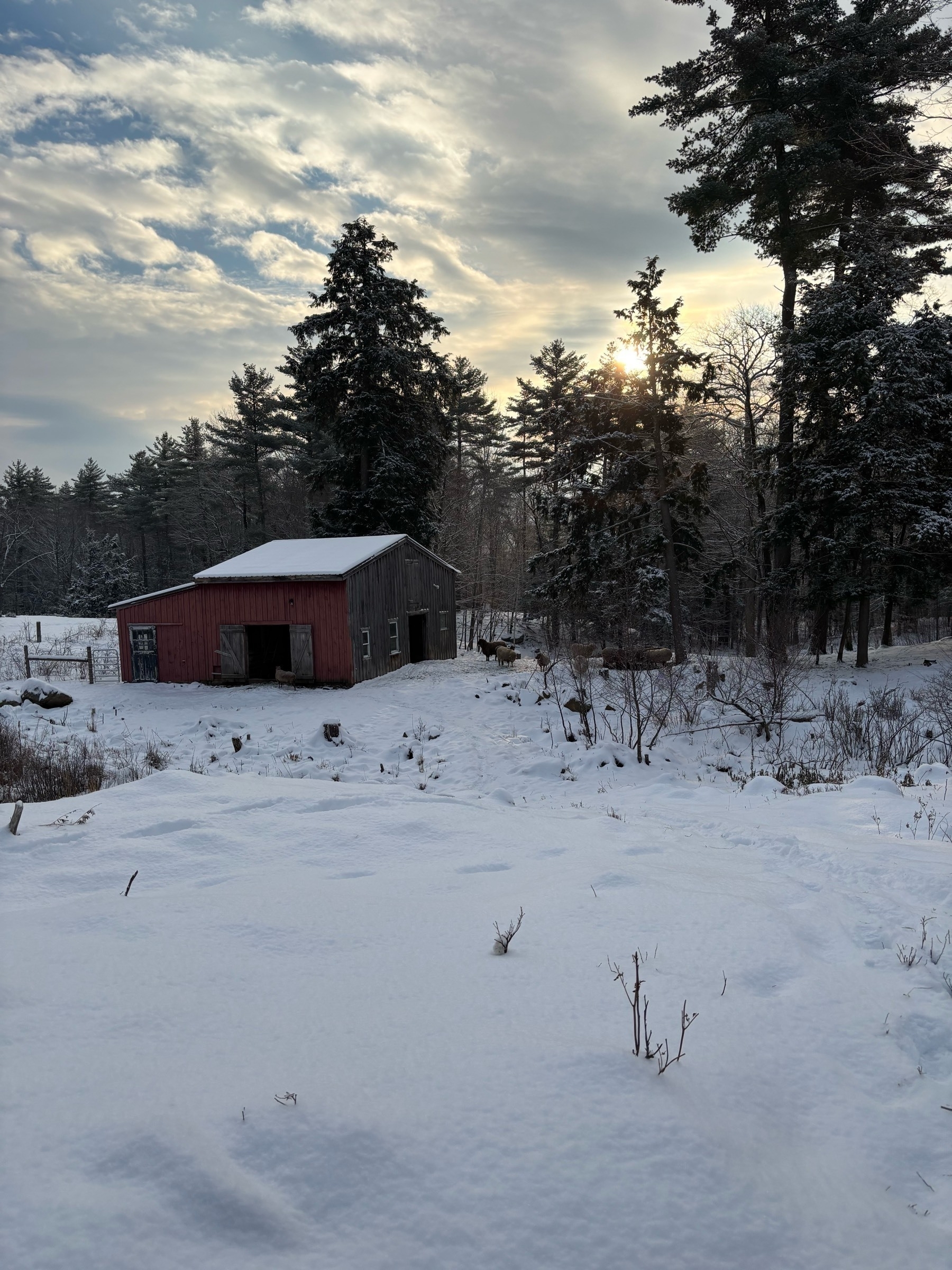 White snow in the foreground drops down a hill where a red barn can be seen in the background, with gray clouds tinged by sunlight in the sky.  Pine trees and the outlines of about a dozen sheep can be seen