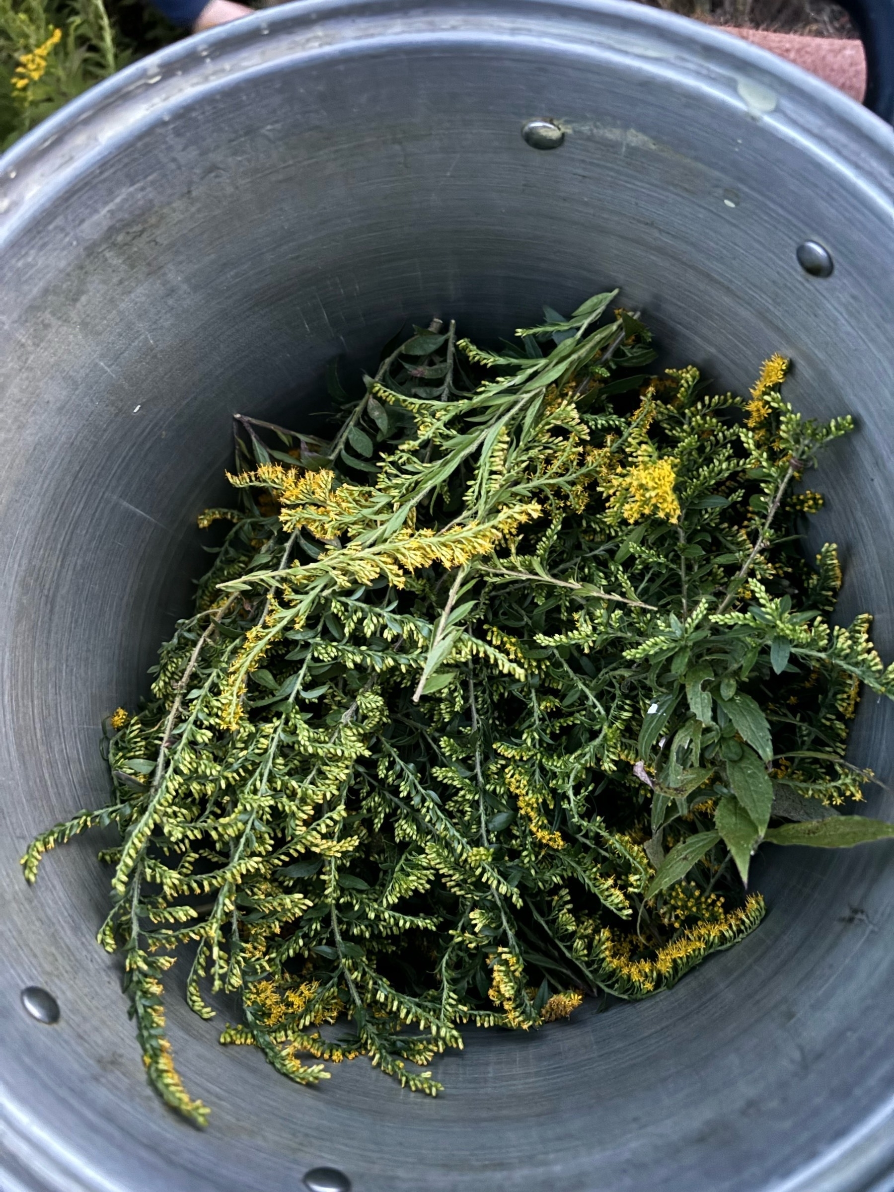 Looking down into a big metal pot, partly filled with cut goldenrod stalks - green and yellow bits cover the bottom