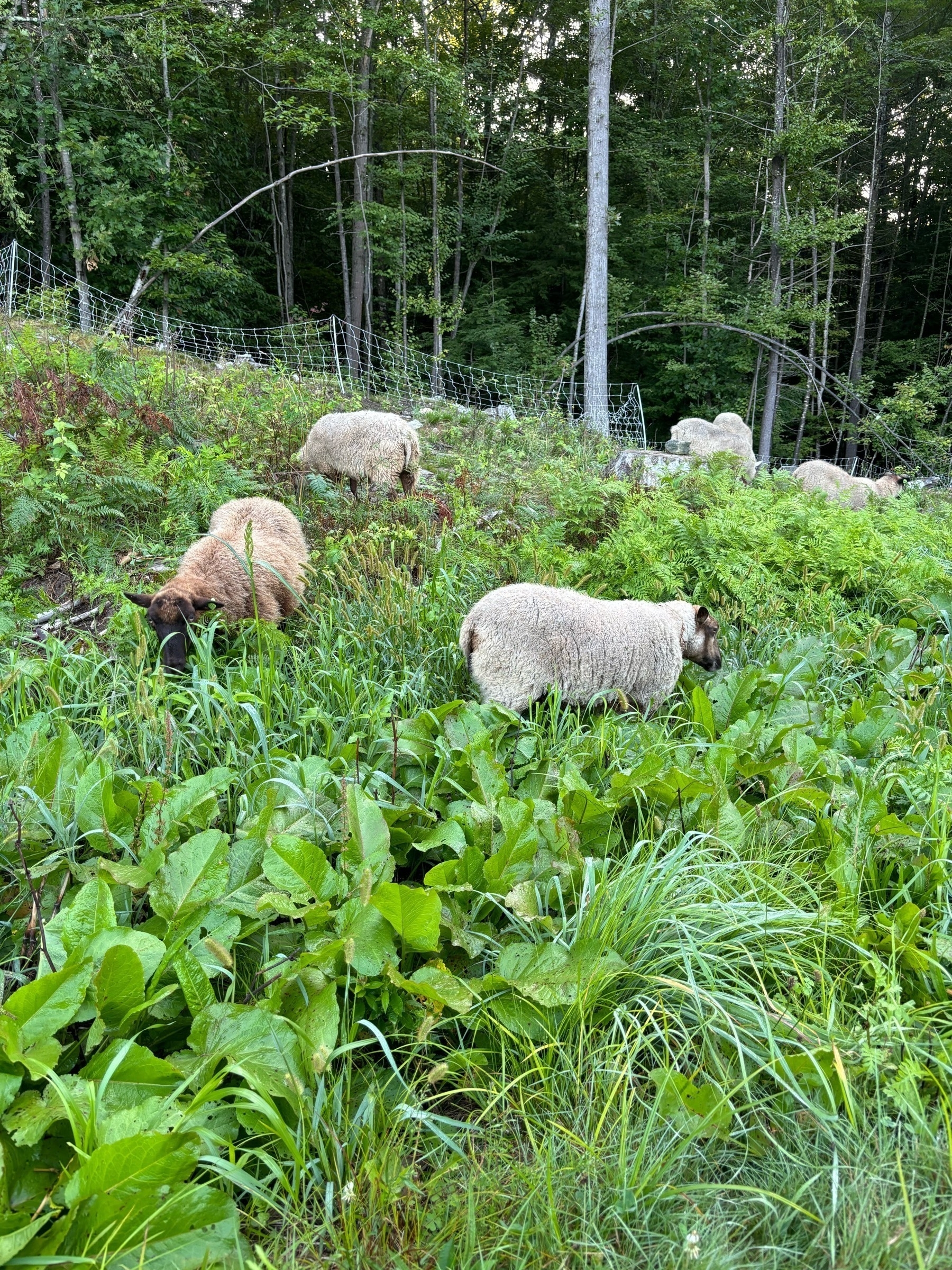 3 sheep, 1 brown and 2 white, standing in tall grass and big leafy plants that are in some places almost as tall of them.  There are trees behind them