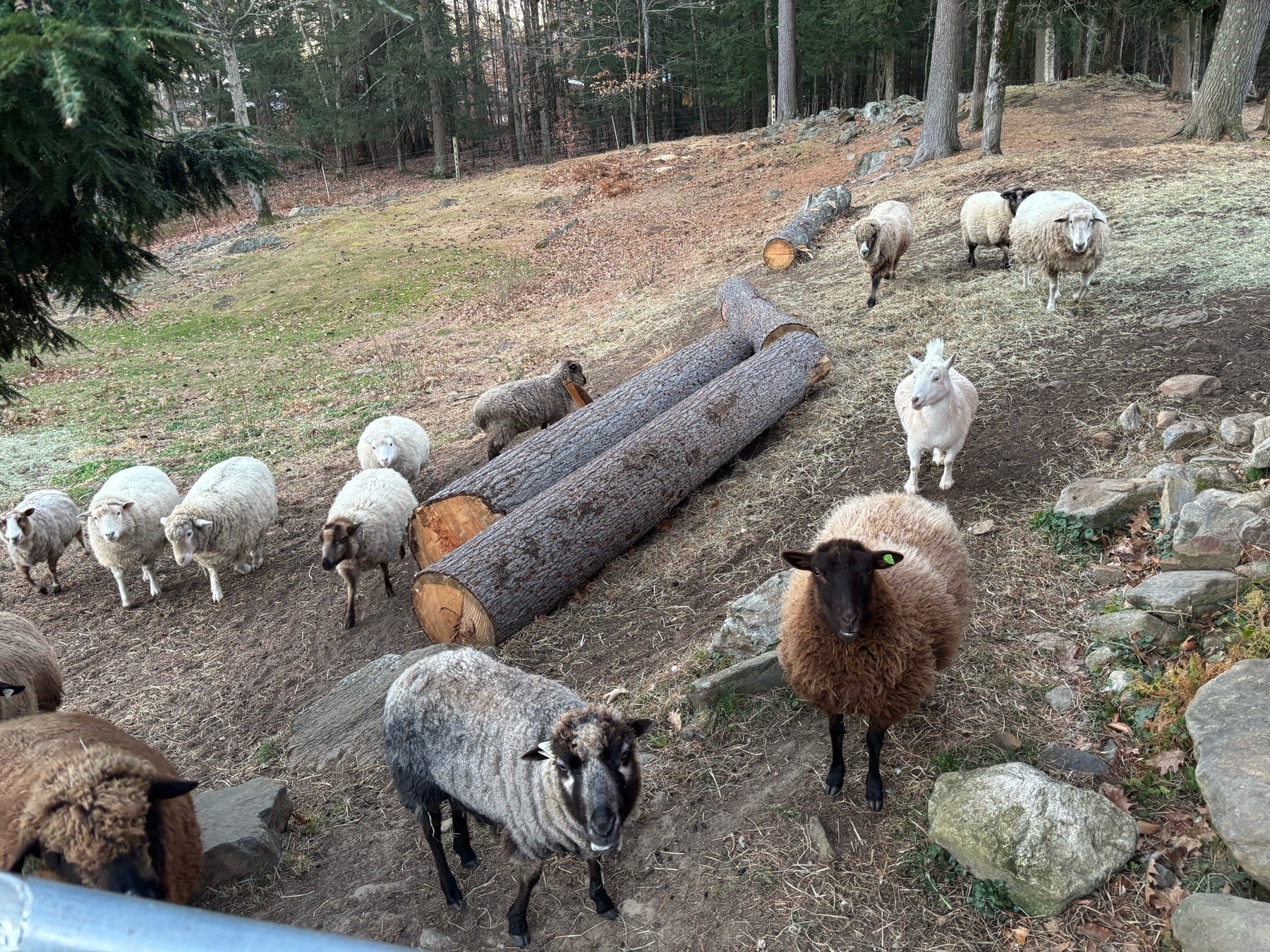 A flock of about a dozen sheep facing towards the camera.  They're standing on a brownish slope and a couple big tree trunks are lying along it for stability