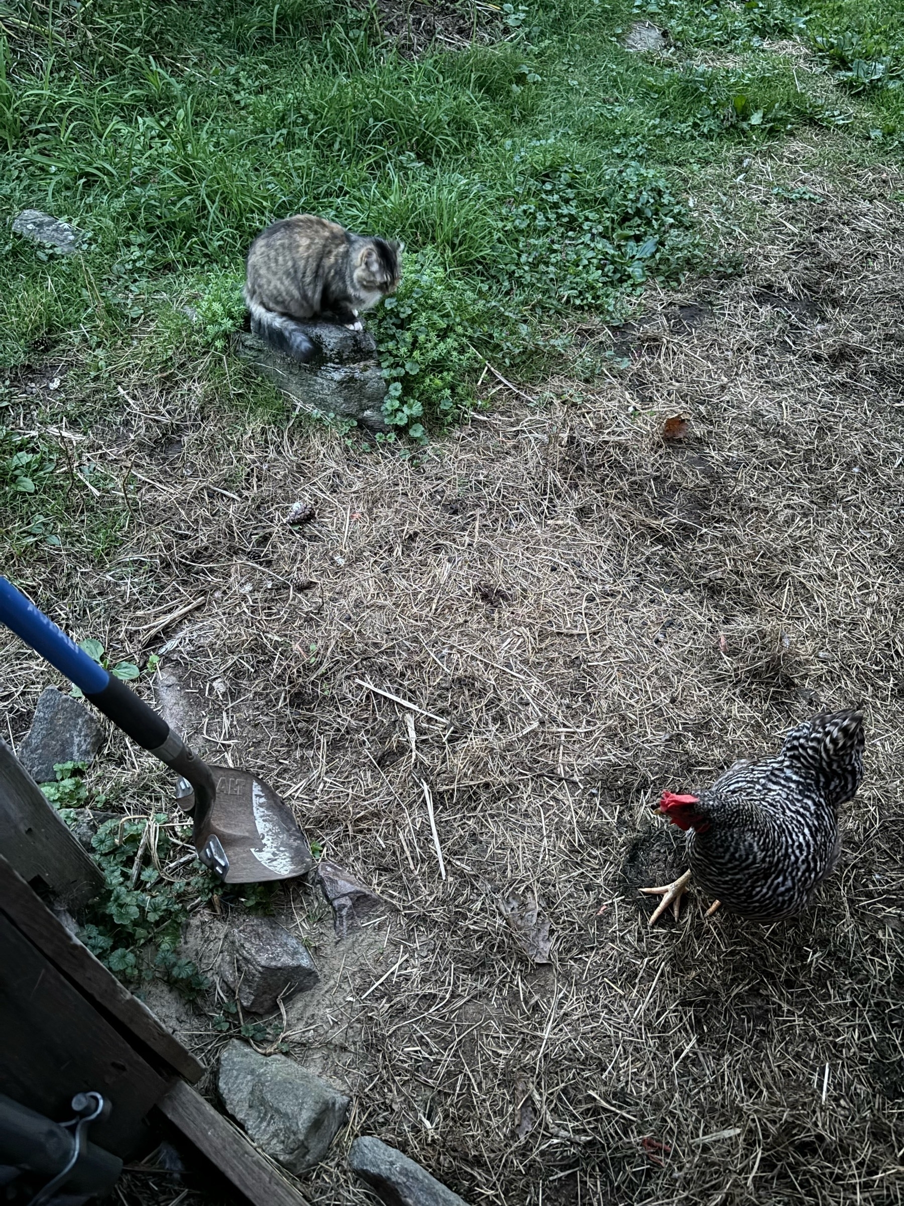 Looking down at a barnyard scene.  A blue-handled shovel is leaning against a wall.  A cat is crouched with her tail curled around her, and a black-and-white speckled chicken is walking near the barn door where the photographer is standing.  The ground is a mixture of green grasses and brown dirty and hay debris.