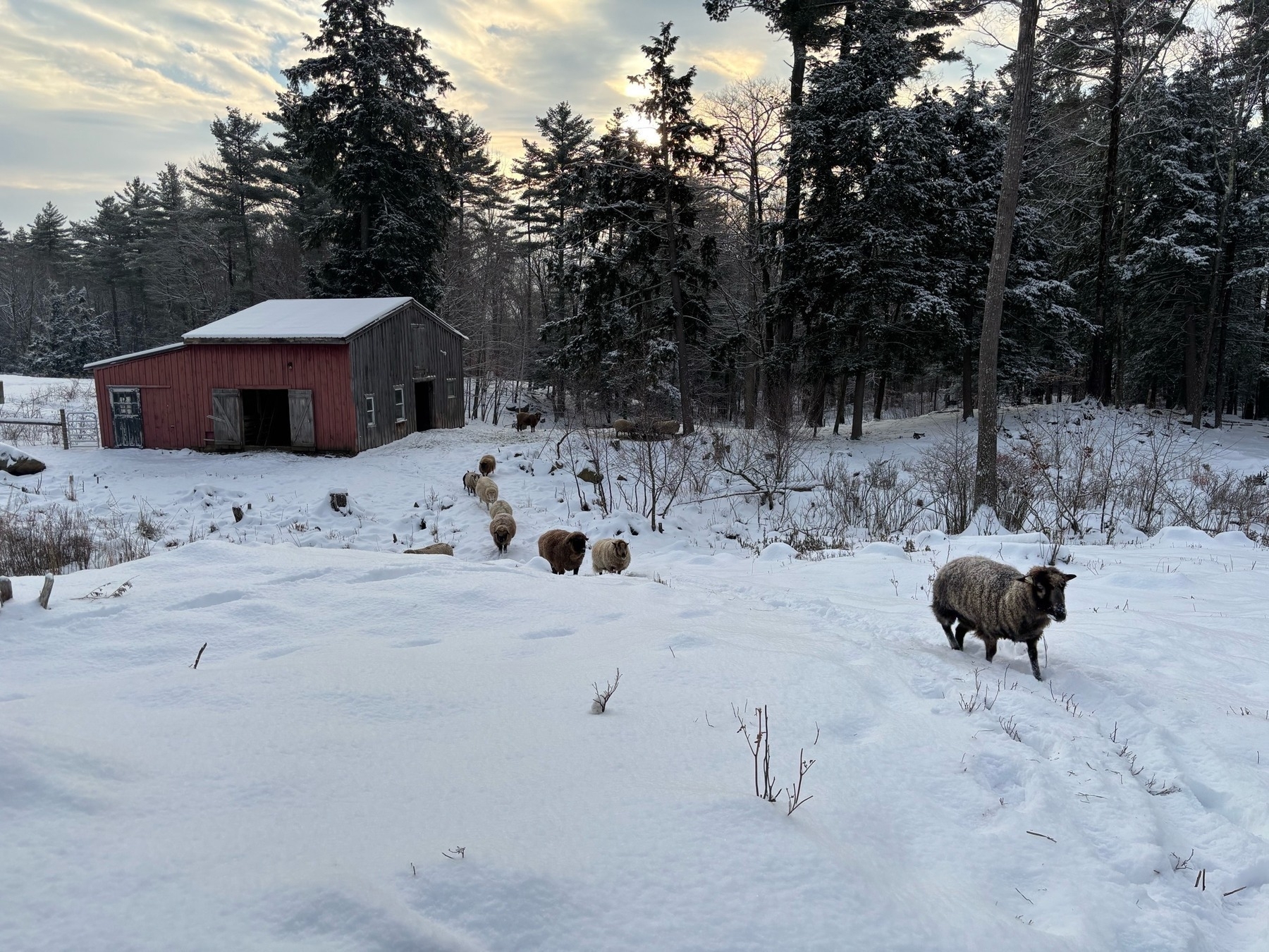 A similar view of the snow, hill down to the barn, and clouds and trees.  Now a line of sheep is walking long a path and up the hill