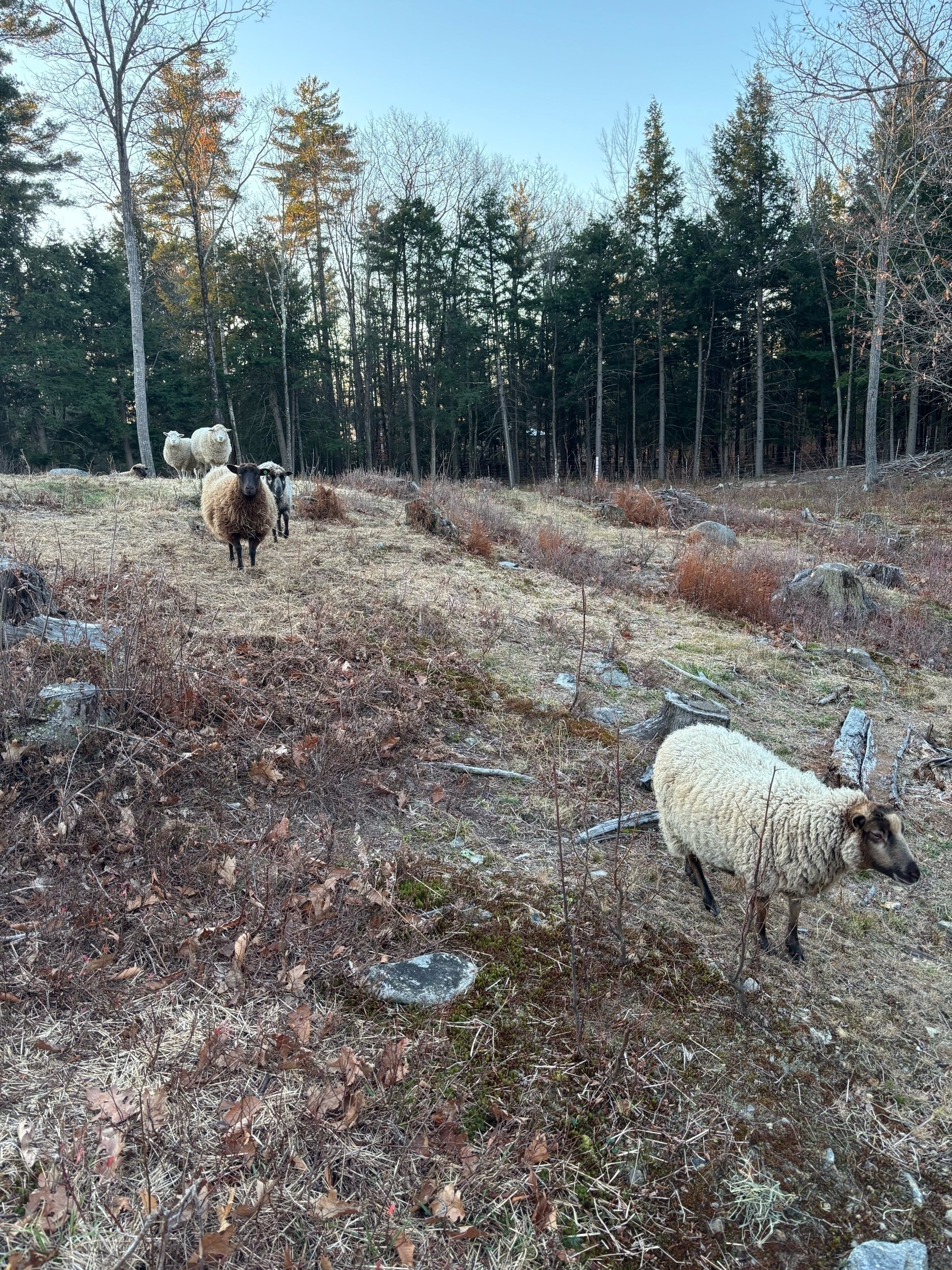 One cream colored sheep with a black nose is in the foreground, followed by 4 or 5 others creating a hill.  Behind them are trees and a blue sky.