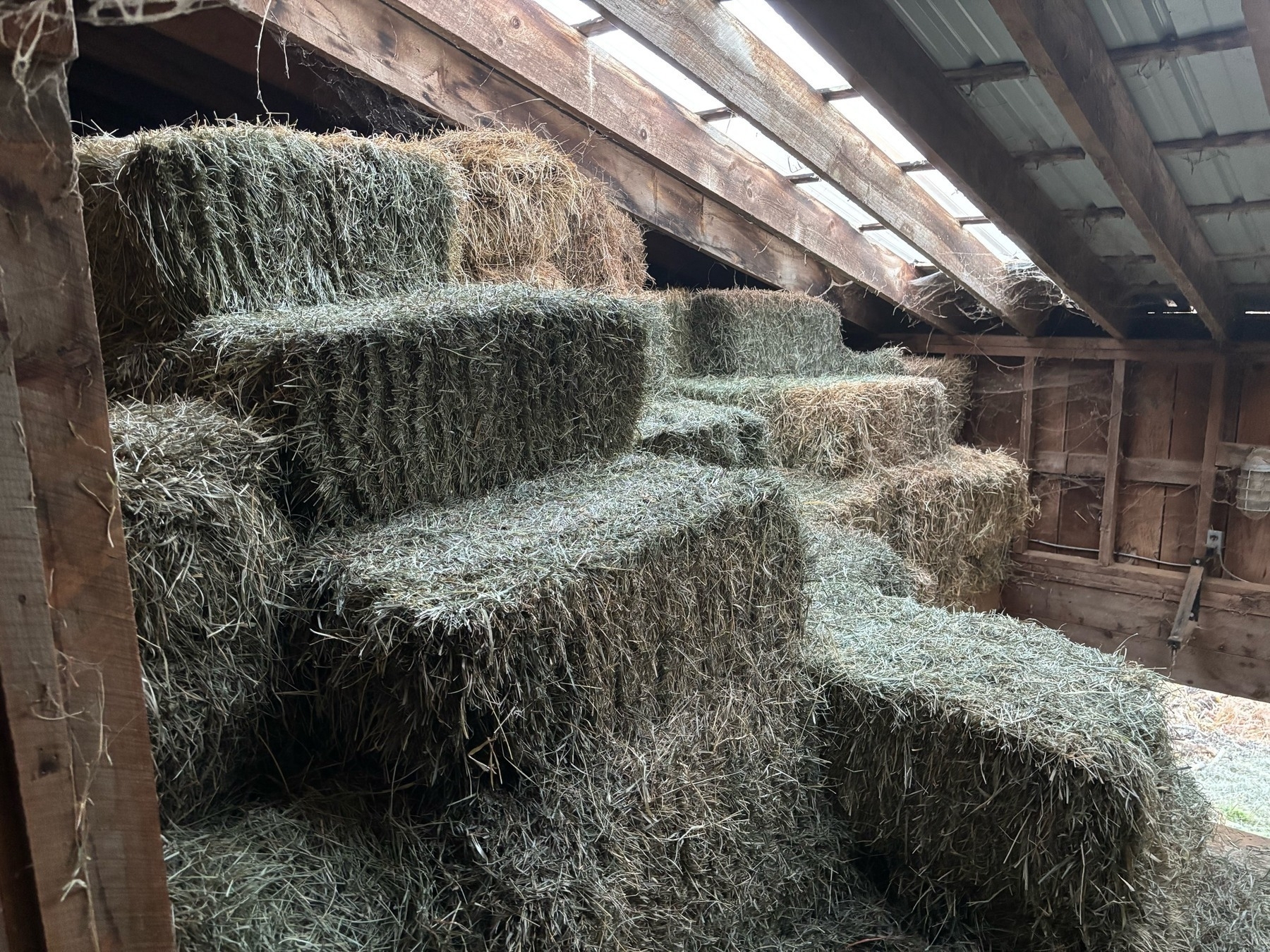 Hay bales piled in a barn.  Some have started to bleach because the barn has transparent panels for part of the roof.  In the back, the bales are stacked 4 or 5 high to the ceiling. Closer up, about 20 are missing, making a stair/step pattern.