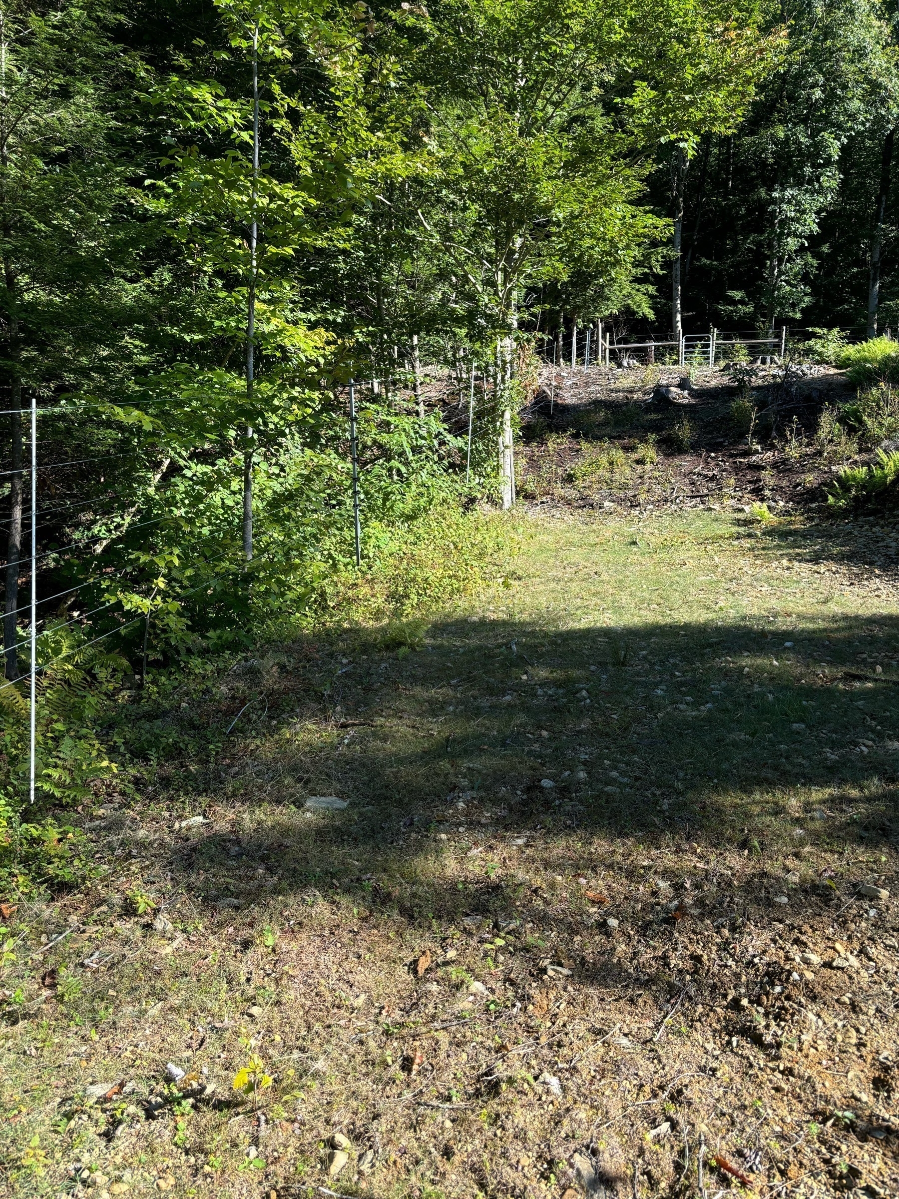 Foreground is a sandy space with a bit of grass going up a slope.  Background is thick green woods and bushes.  They are divided by a wire fence that is nearly invisible except for the multiple posts floating between 2 to 4 feet in the air.