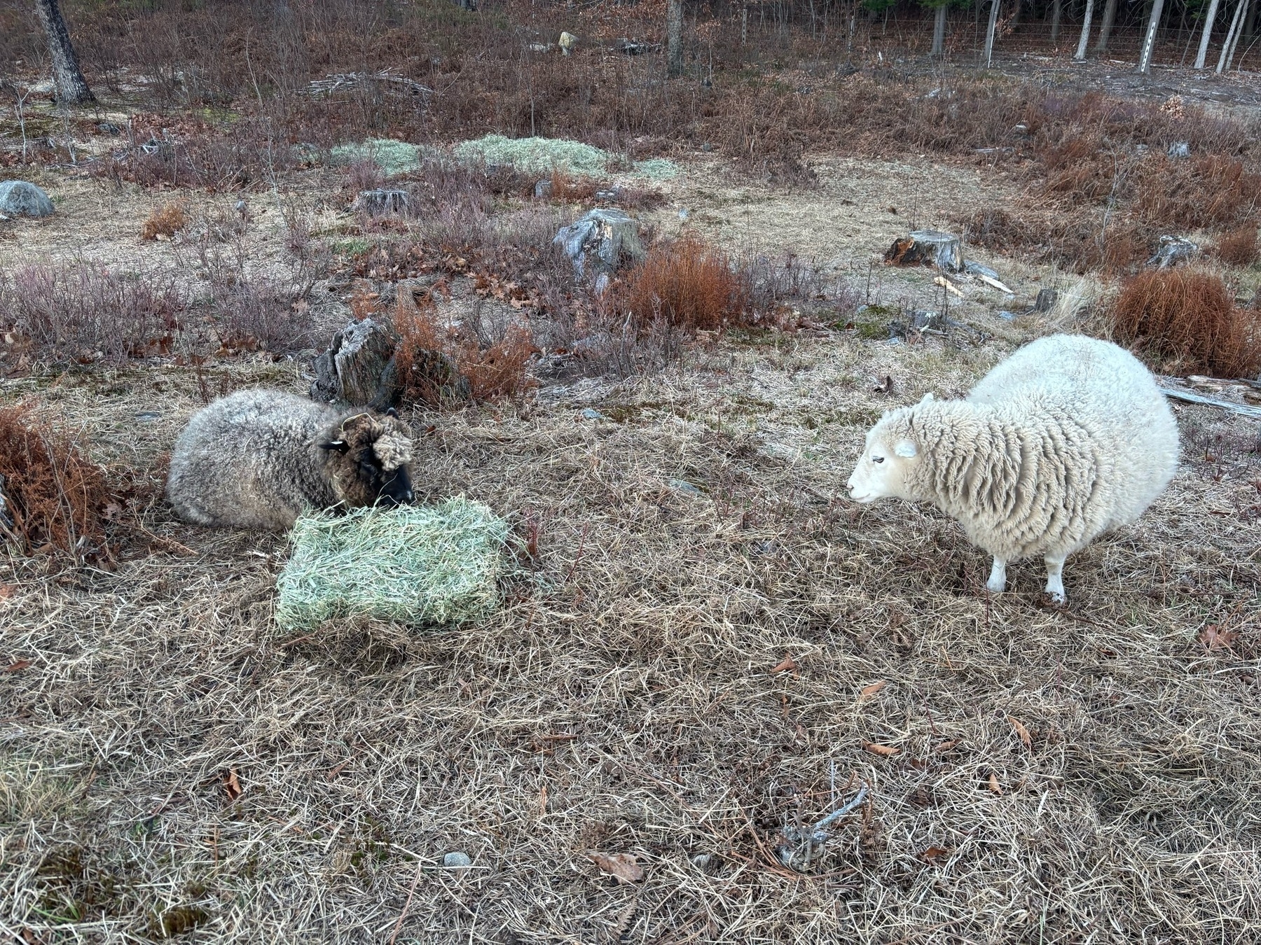 A grey sheep is lying down with a square bit of hay placed next to her.  A white sheep stands nearby looking at her.  