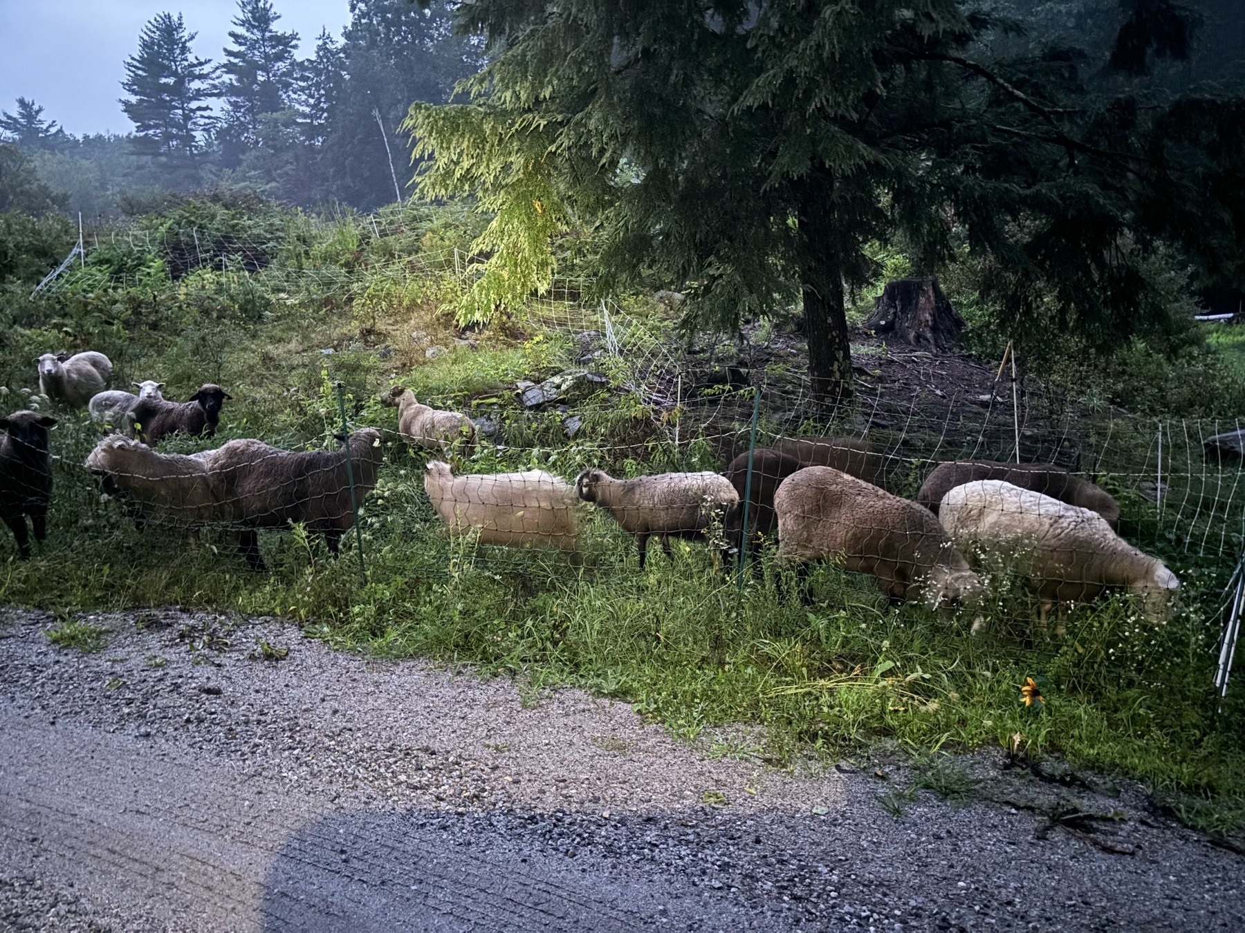 A flock of brown and white sheep clumped in a corner of grass with green and white portable netting around them. A grey driveway is in front of them, and the background is a green hill slope and trees behind