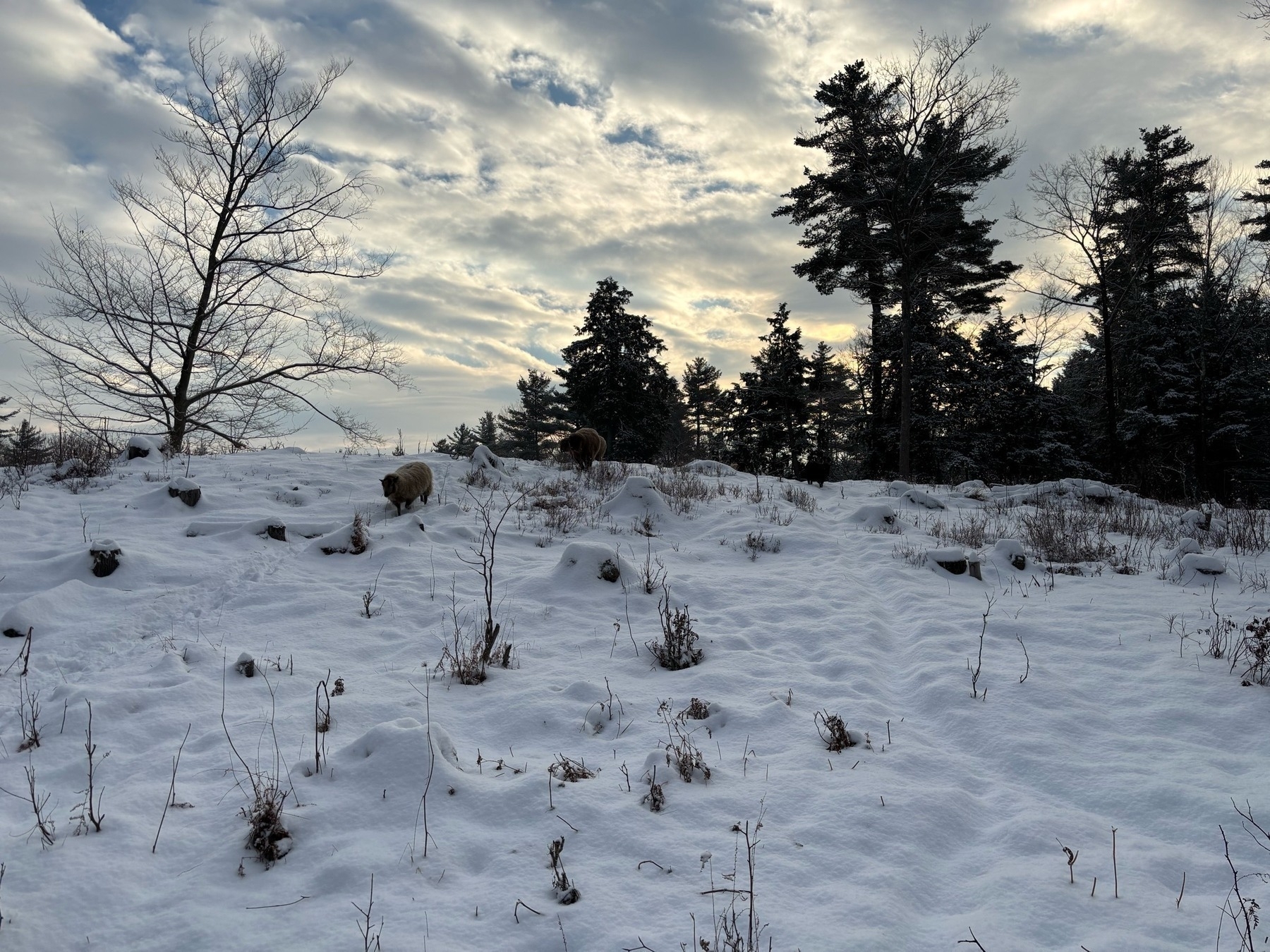 View from the bottom of the hill.  The slope is snowy with bushes and stumps sticking out.  Some sheep have started walking down from the crest of the hill.  Trees and grey clouds with sunlight are in the background