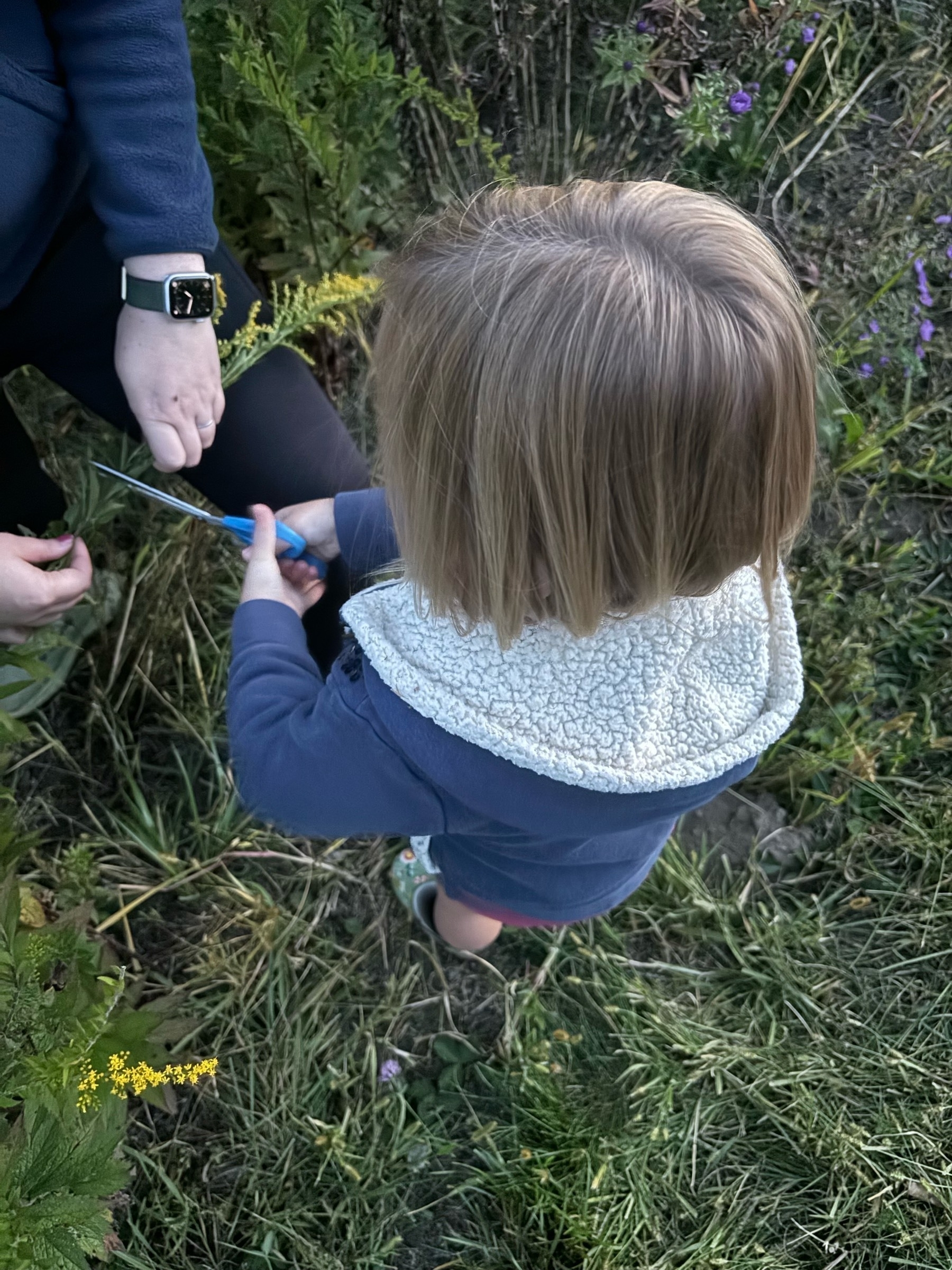 Looking down at the blond head of a young child in a hoodie, holding a pair of scissors, which are positioned to cut one green stalk of goldenrod. The hands and leg of the adult helping are also visible.