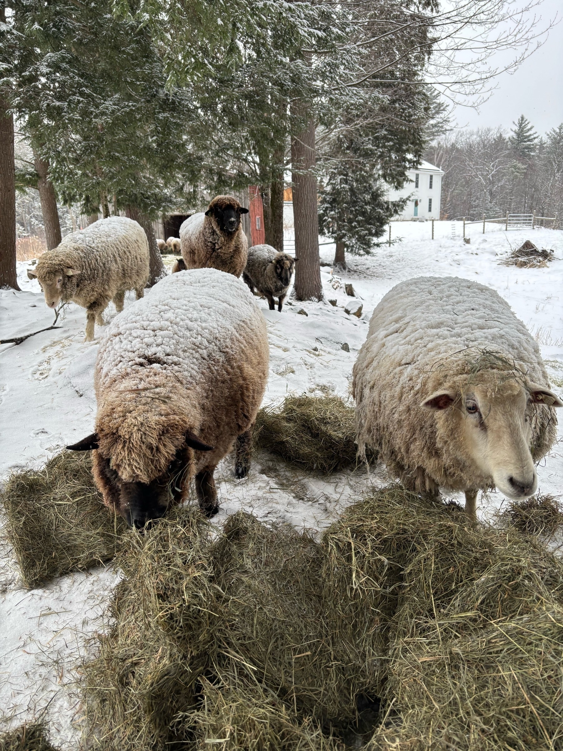 Two sheep in the foreground are eating square flakes of hay on snowy ground. The one on the right is white, with shaggy wool and a long nose.  The ones on the left is brown, with fluffier wool, and a dark nose. A few other sheep are walking up behind them through a couple of tall pine trees