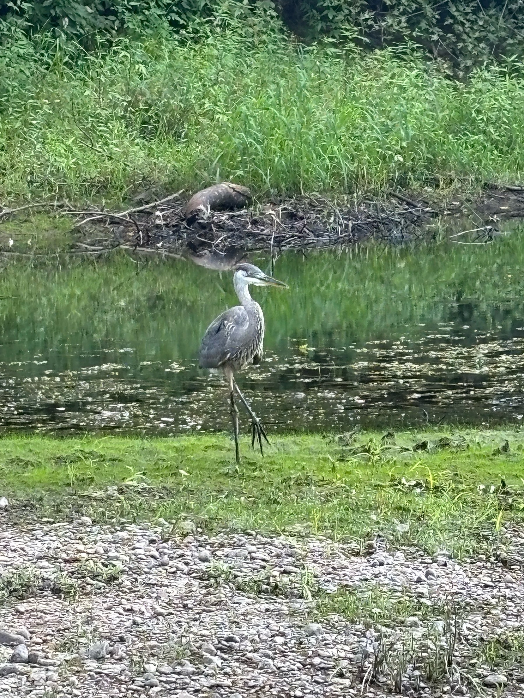 A grey bird with long legs, neck and beak is standing a staring towards the camera. The bird is on a riverbank, and there are green plants behind