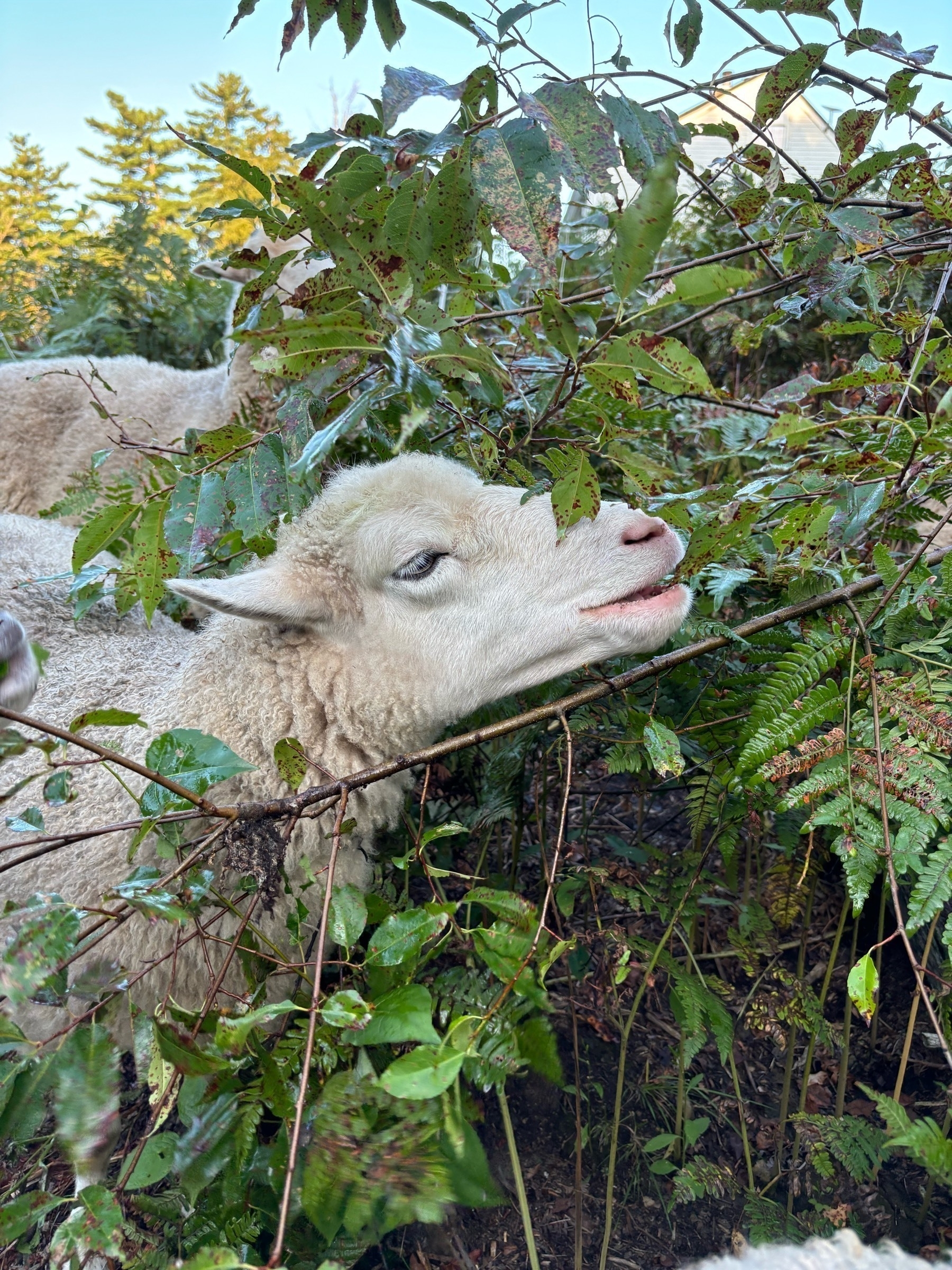 A white sheep's face, eating green leaves from a bush. Other sheep can be seen behind