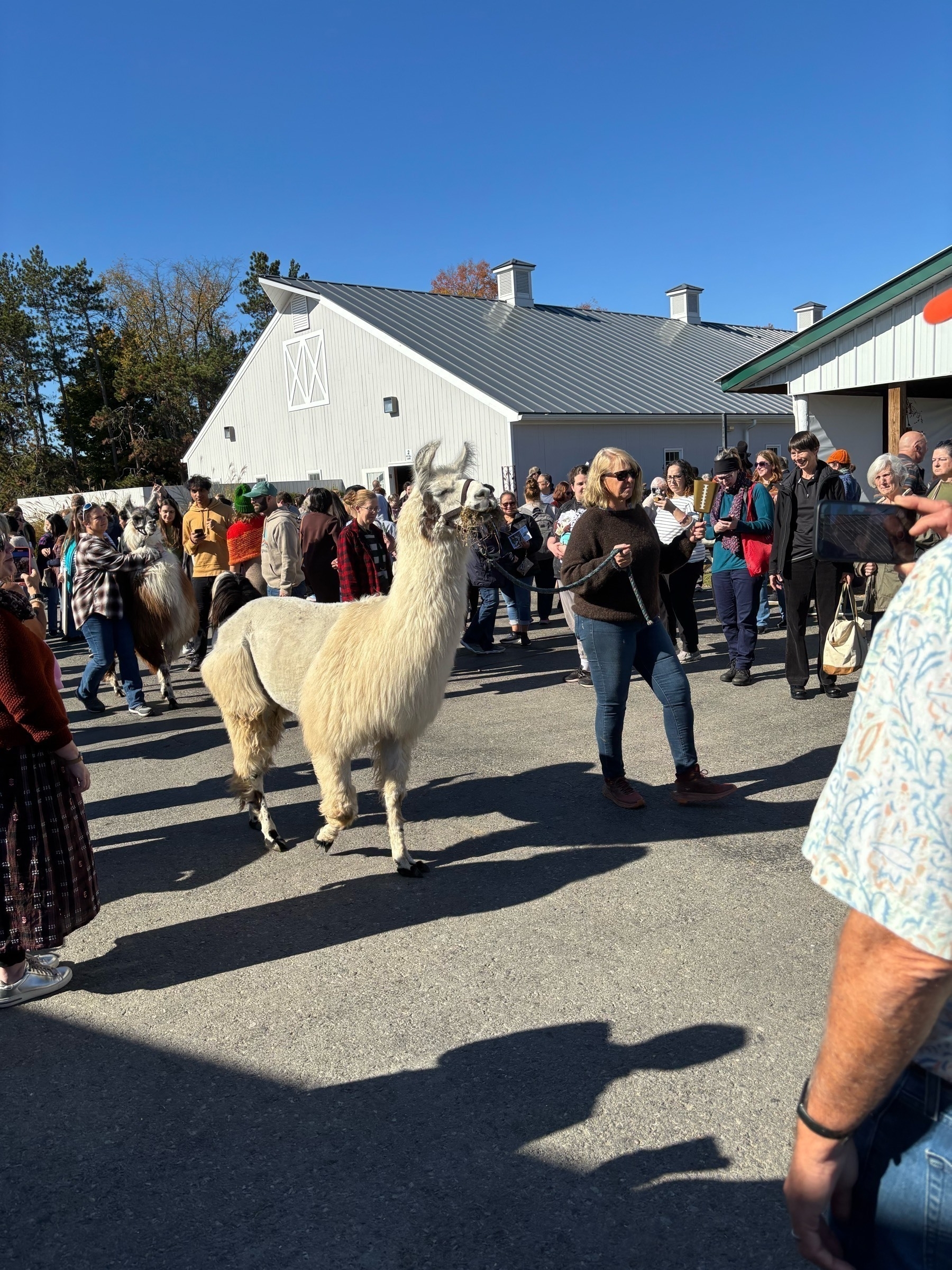 A white alpaca walks on pavement through a crowd of people.  She's on a lead and has a big mouthful of hay hanging out