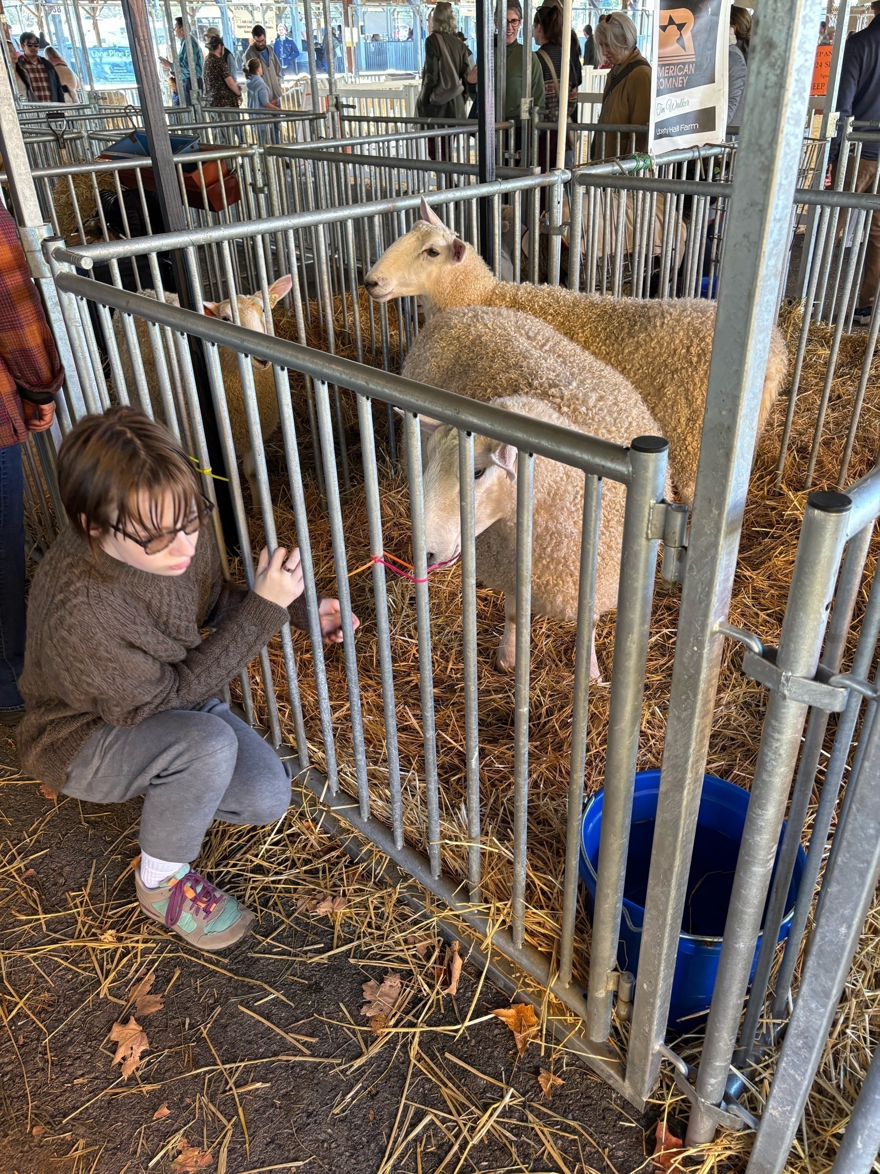 A kid in a brown cabled sweater sits next to a sheep in a small metal pen full of hay.  The sheep has white fluffy wool and a docile face.