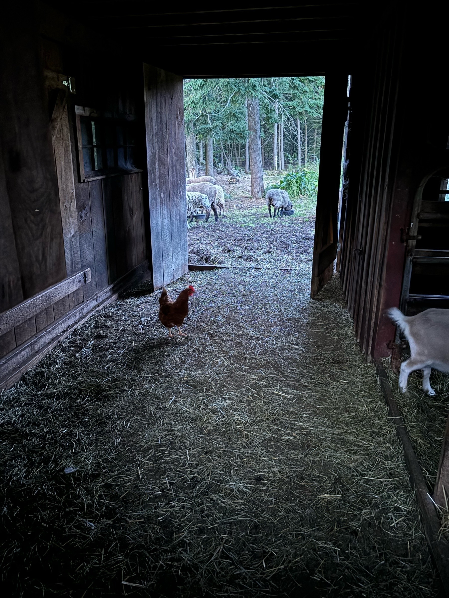 A view through a barn passage.  An orange chicken is walking, and the butt of a white goat can be seen as she walks to another section of the wooden barn.  The passage is about 20-30 feet, and at the end are two big wooden doors, swung open inwards so that beyond them can be seen a brighter outdoors where a group of sheep mills around.  They're eating from buckets on the ground, so mostly their rear ends are visible.