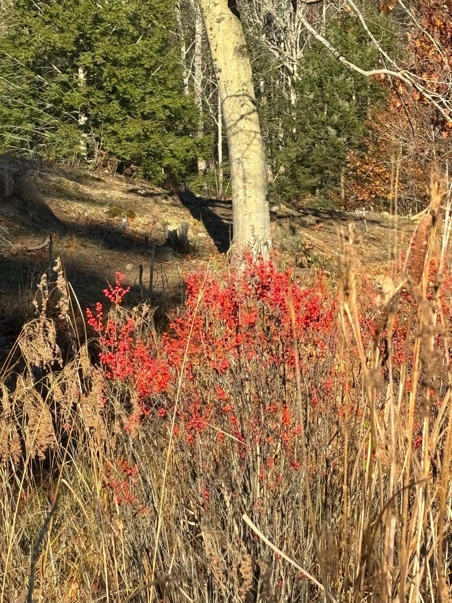 Closer view of the bright red berries with brown grassy stalks in front and the slope of the hill with a tree behind