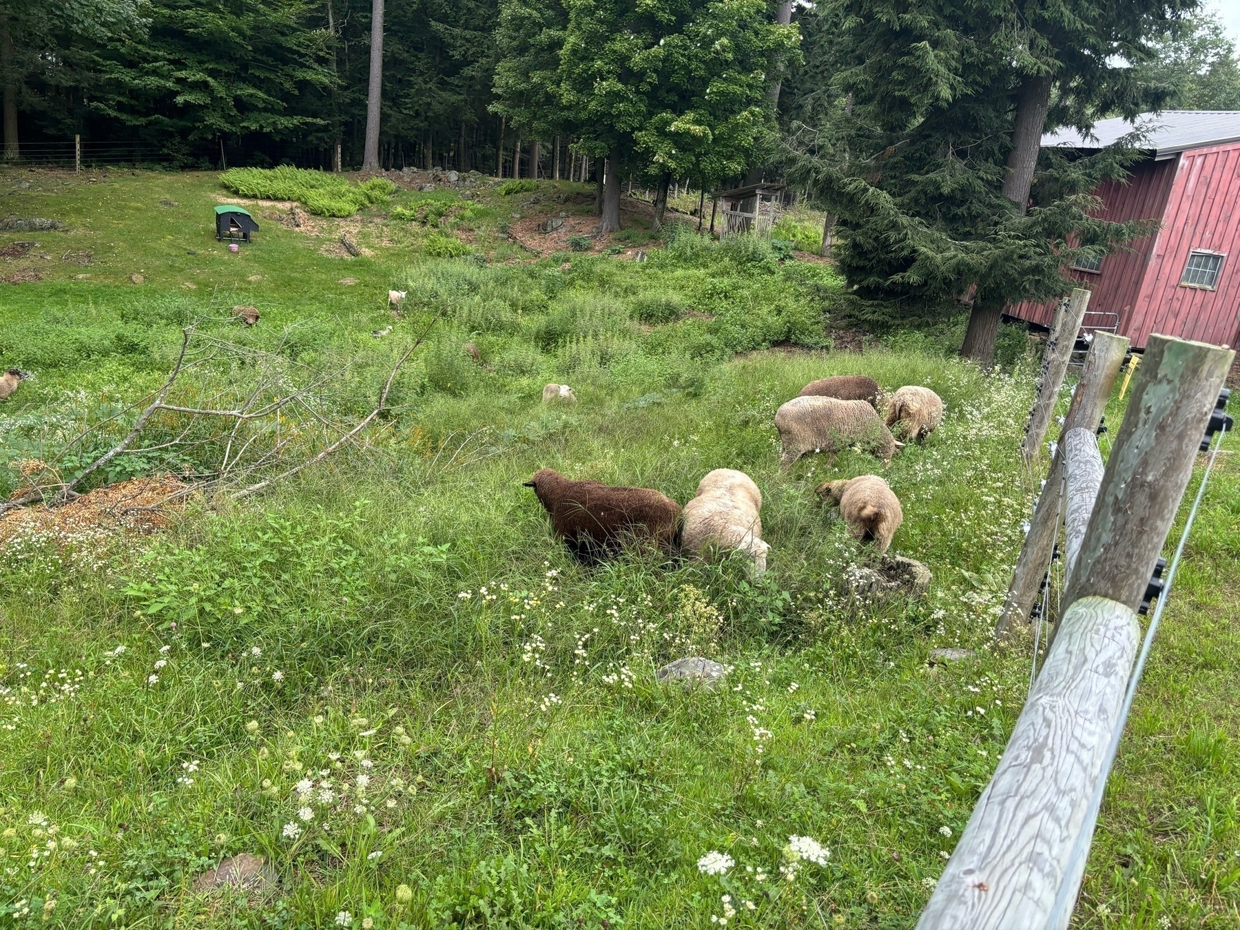 A bright green scene.  Lots of tall grass and small bushes with a handful of of sheep visible standing among the grass.  There is a chest-high wooden post with wires stretching towards another post visible in front, and the corner of a red barn visible further back.