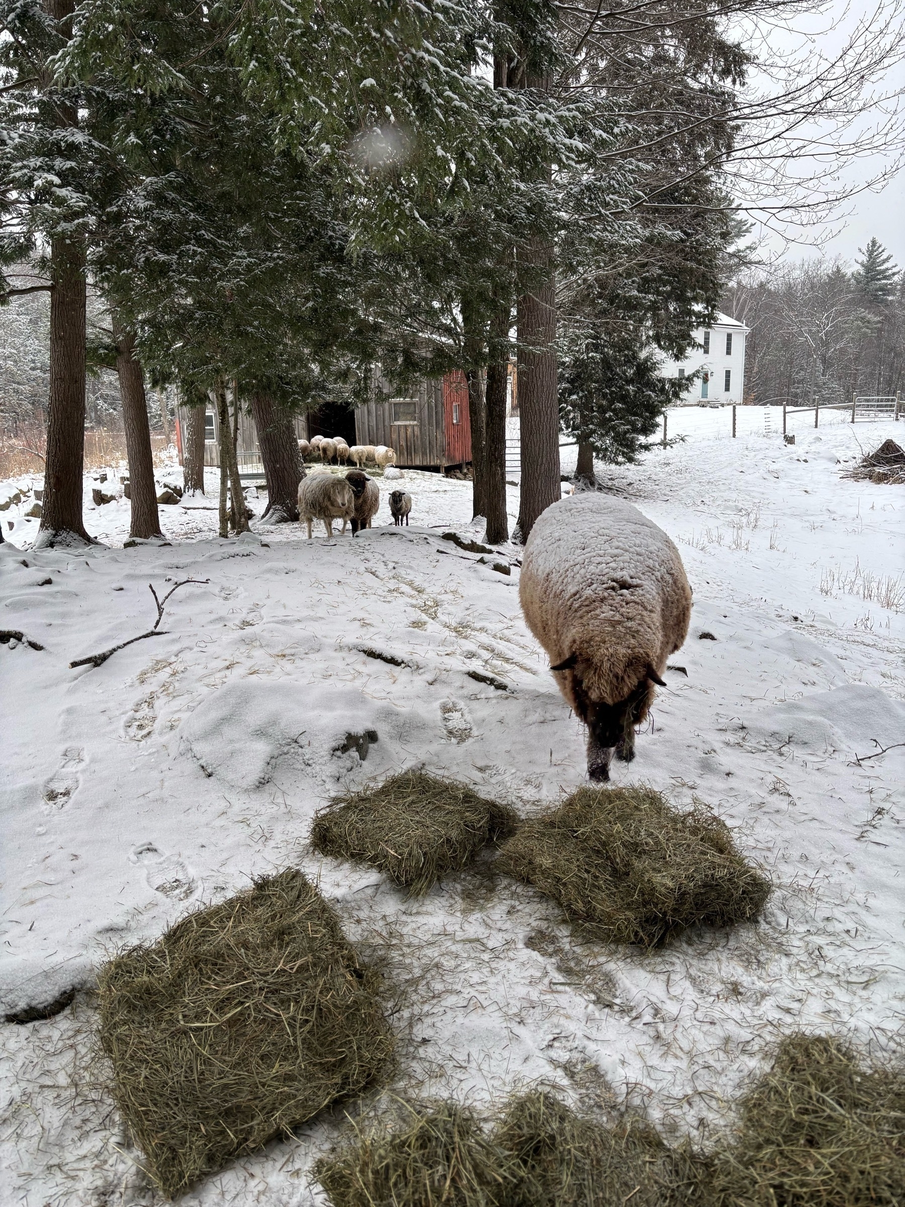 A brown sheep, back almost fully covered with snowflakes, walks up to some square hay flakes sitting on the snow.  Tall pine trees, green and white with the snowfall, stand up behind the sheep.