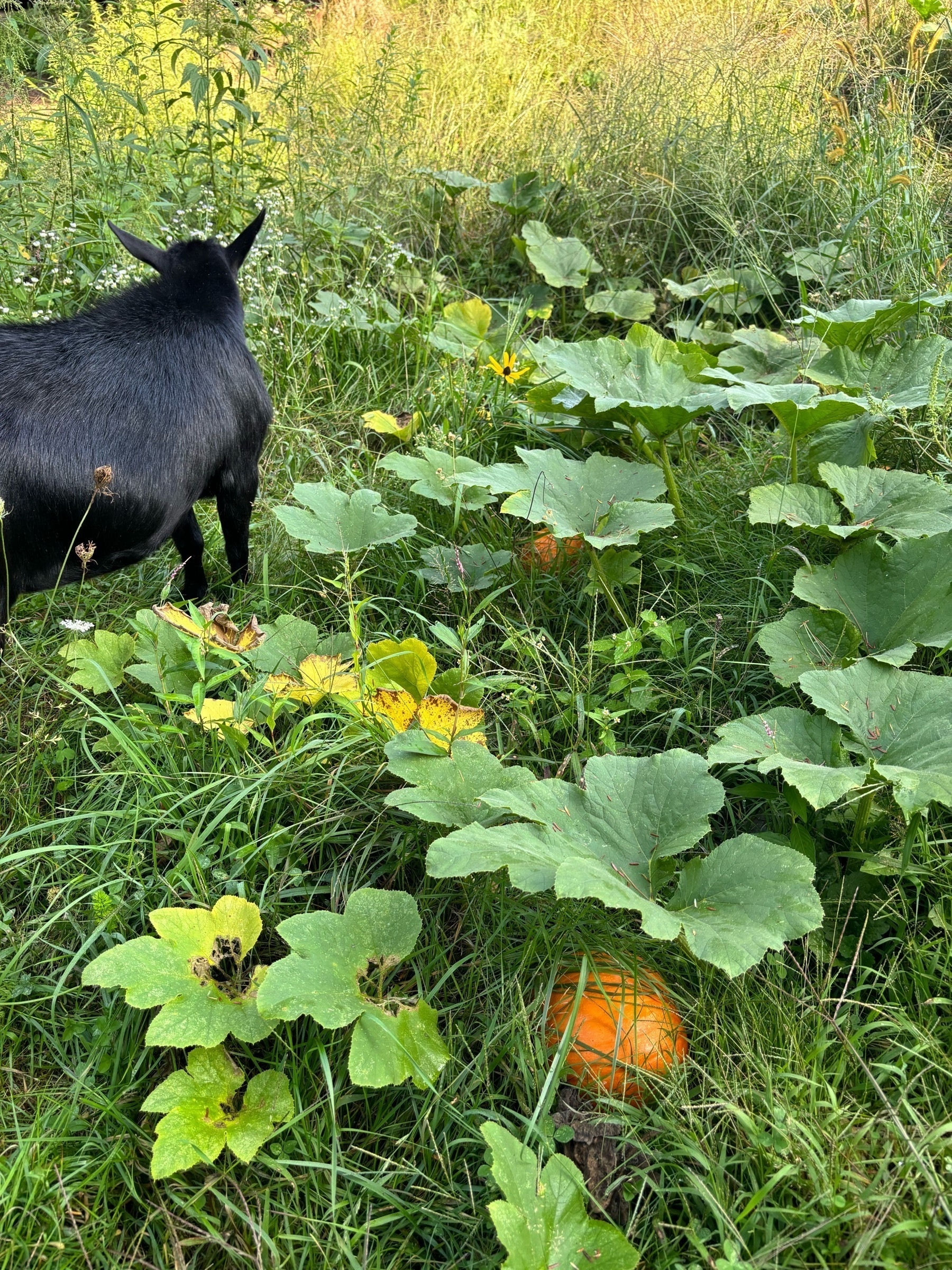 A pumpkin plant: big green triangular leaves.  2 or 3 orange pumpinks almost the size of a head.  The plants are growing amid tall grasses and a black goat is standing near the plant.