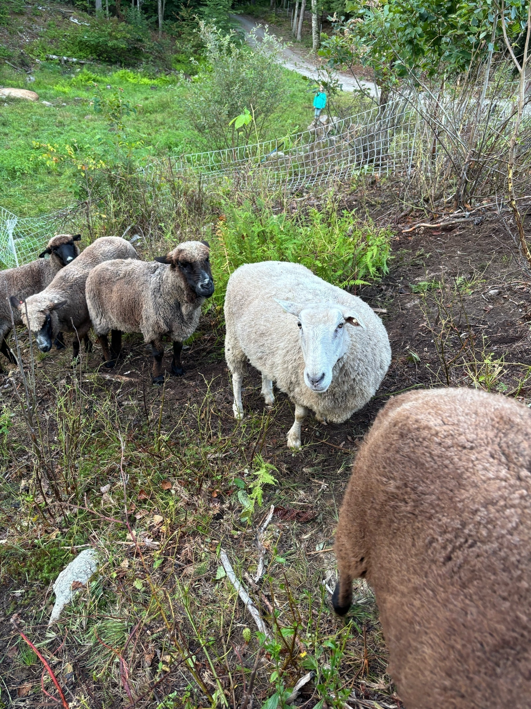 A line of sheep walking up a hill, mostly dirt-covered with grass behind them. A brown sheep is partly visible walking out of the frame, and a white sheep with a long face is next in line and at the center of the frame