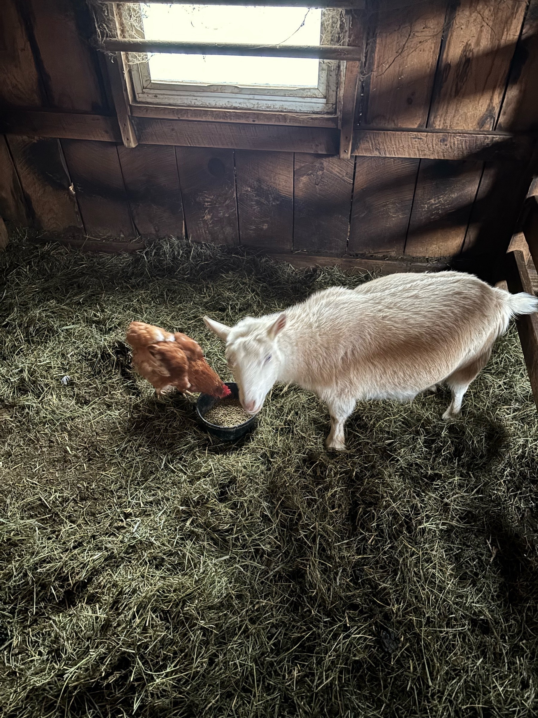 A white goat and an orange chicken stand on opposite sides of a small rubber bowl of grain.  They're in a hay-filled stall, and the sunlight passing through horizontal bars makes angled patterns of light and dark behind them.  The goat is facing the camera