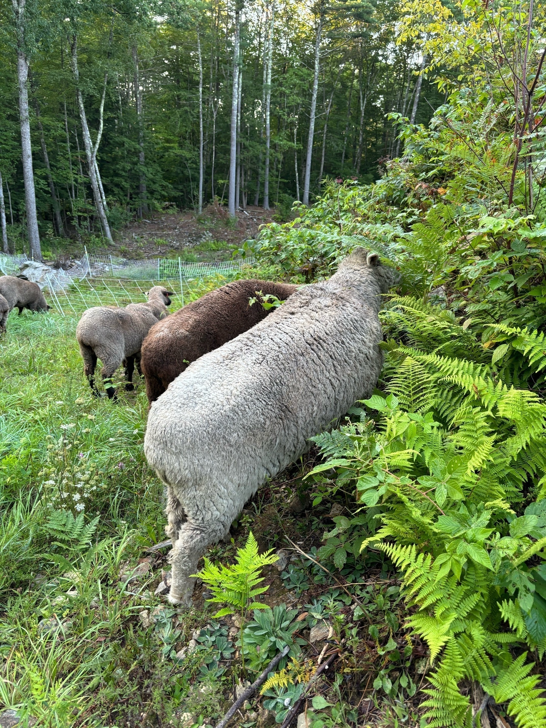 The backs of four sheep, their faces buried in the green bushes on a hill slope.  To the left, grass can be seen, and trees behind