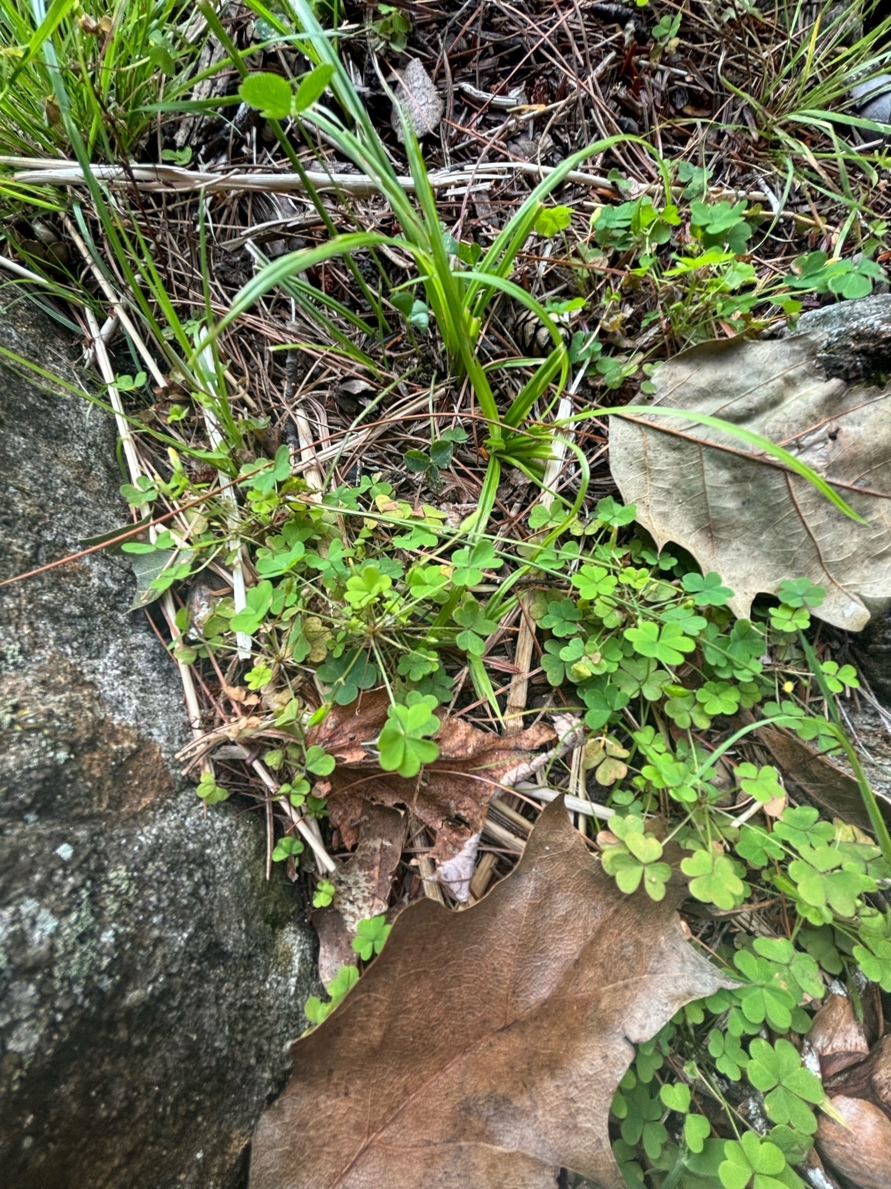 Close up shot of small green clover plants amid grey rocks and grass stalks