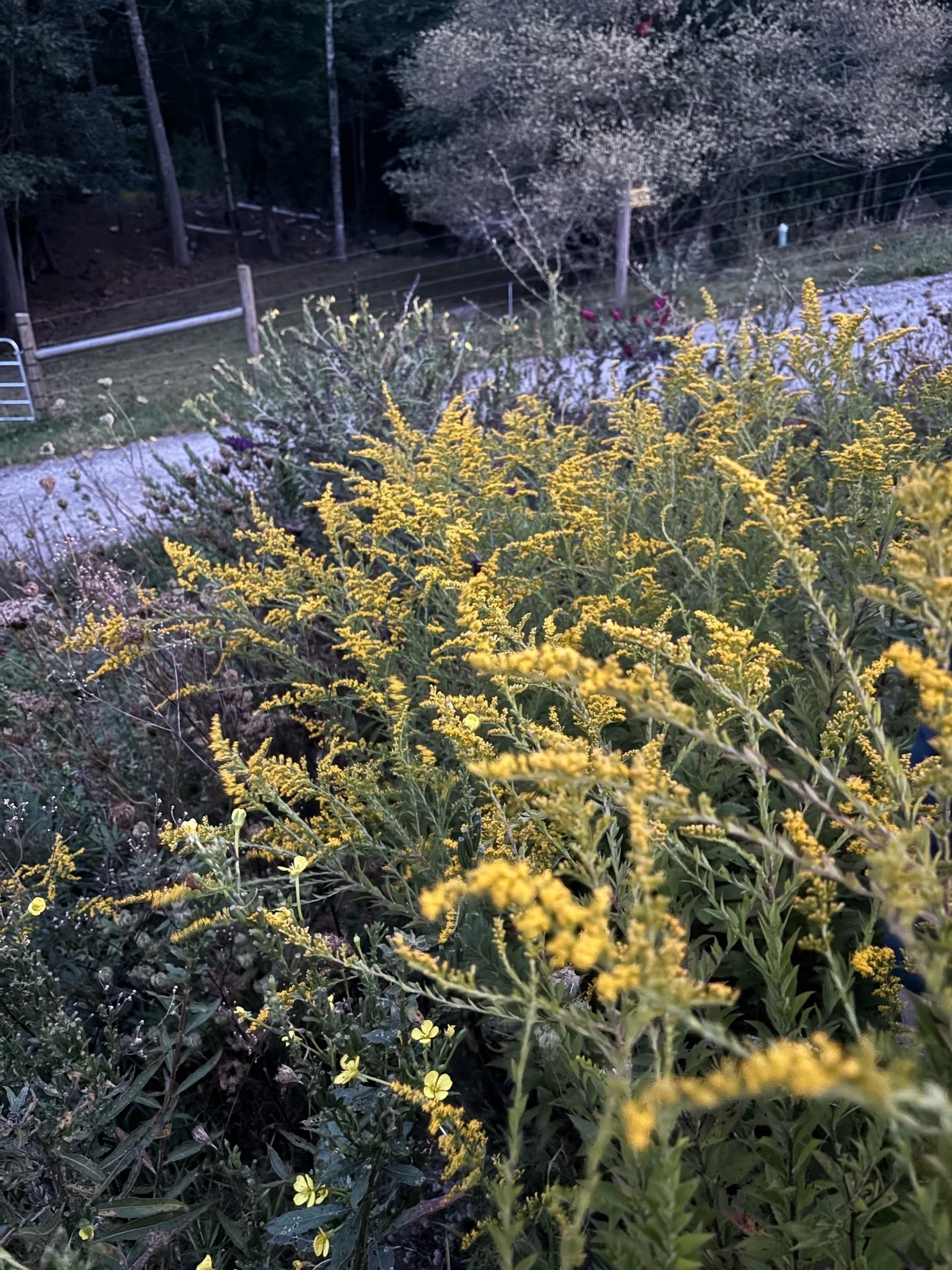 A stand of goldenrod: tall thin green stalks with a profusion of little yellow buds at the top, and gray gravel and wooden fence posts in the background