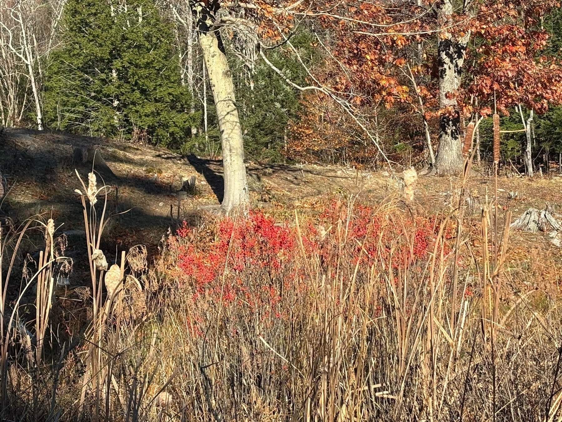 A splash of bright red berries behind tall stalks of brown grass, some with fluffy tips.  In the background a hill slopes up with a tree and some crisp orange leaves