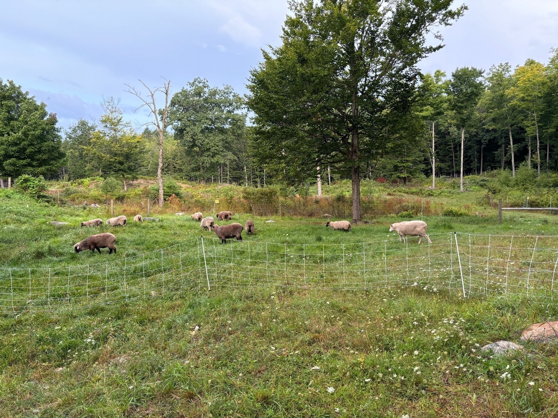 Brown and white sheep standing in green grass. In the foreground is very short grass, bordered by a white stranded fence in front of the sheep.  The grass they're in is noticeable taller.  Behind them, the posts and wires of permanent fencing is barely visible, where even taller green and brown plants can be seen.  There Are trees behind.