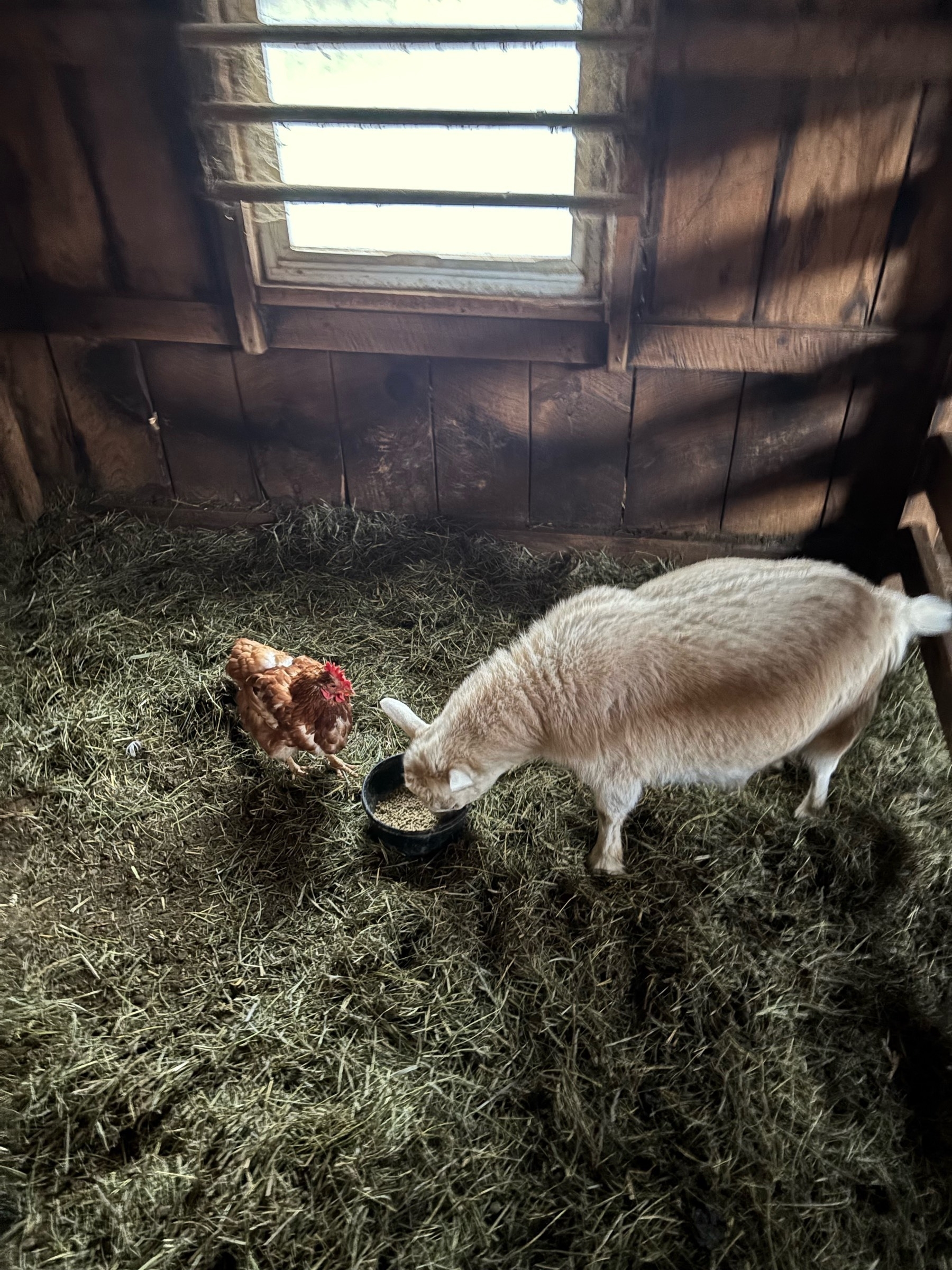 The same scene with goat, chicken, hay, and angled bars of light.  The goat is happily munching the grain in the bowl.