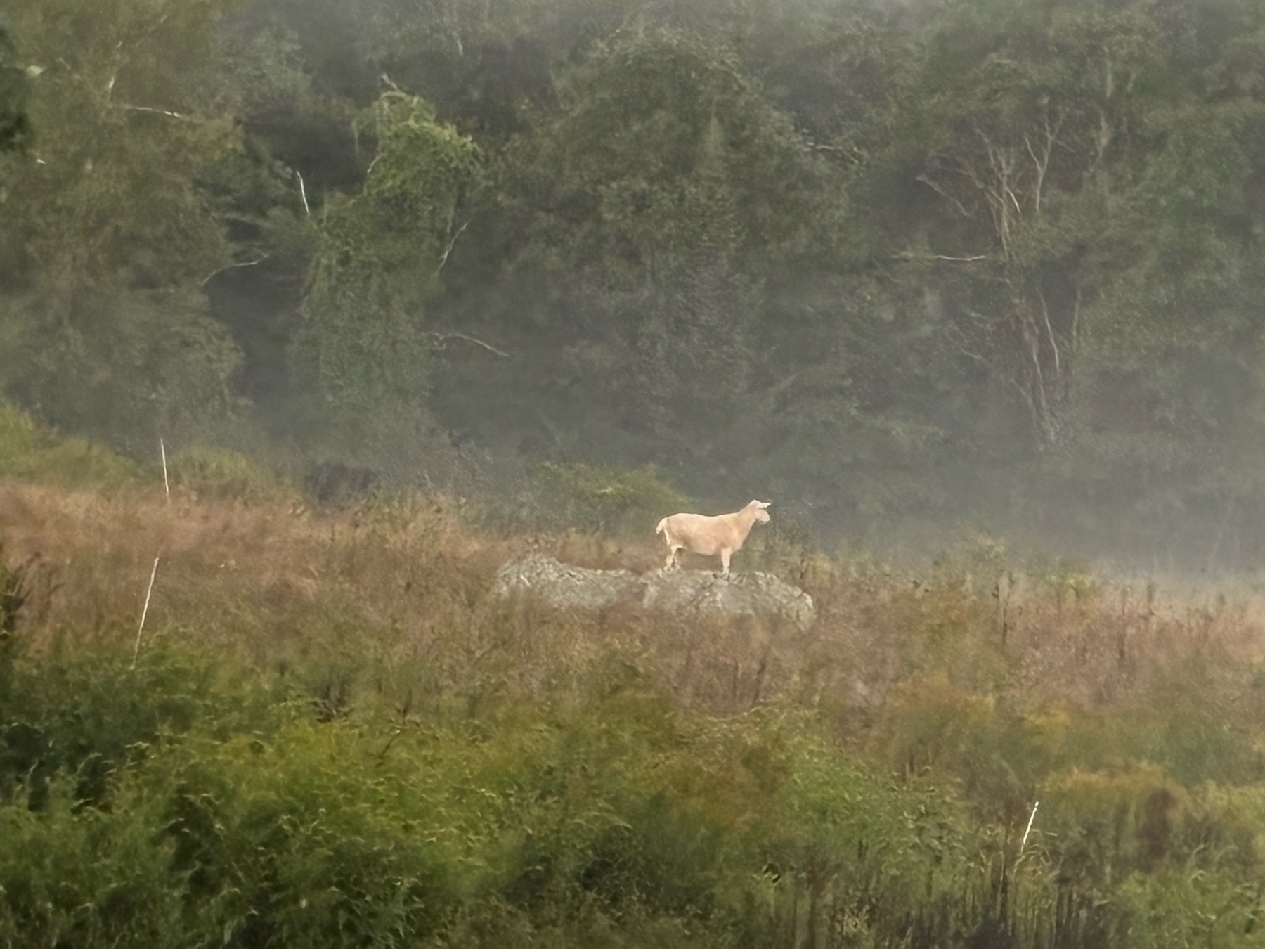 A blurry photo of a white goat on a rock looking out over a foggy meadow, with trees in the background