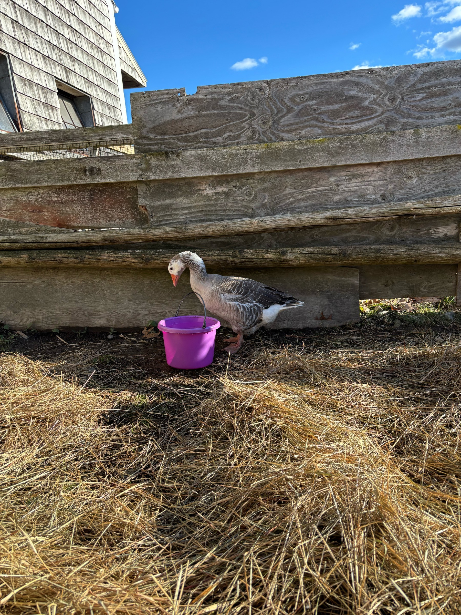 Another picture of grey goose, grey walls behind and brown hay in the foreground, with a bit of bright blue sky above, and her neck arched to drink from a pink water bucket.