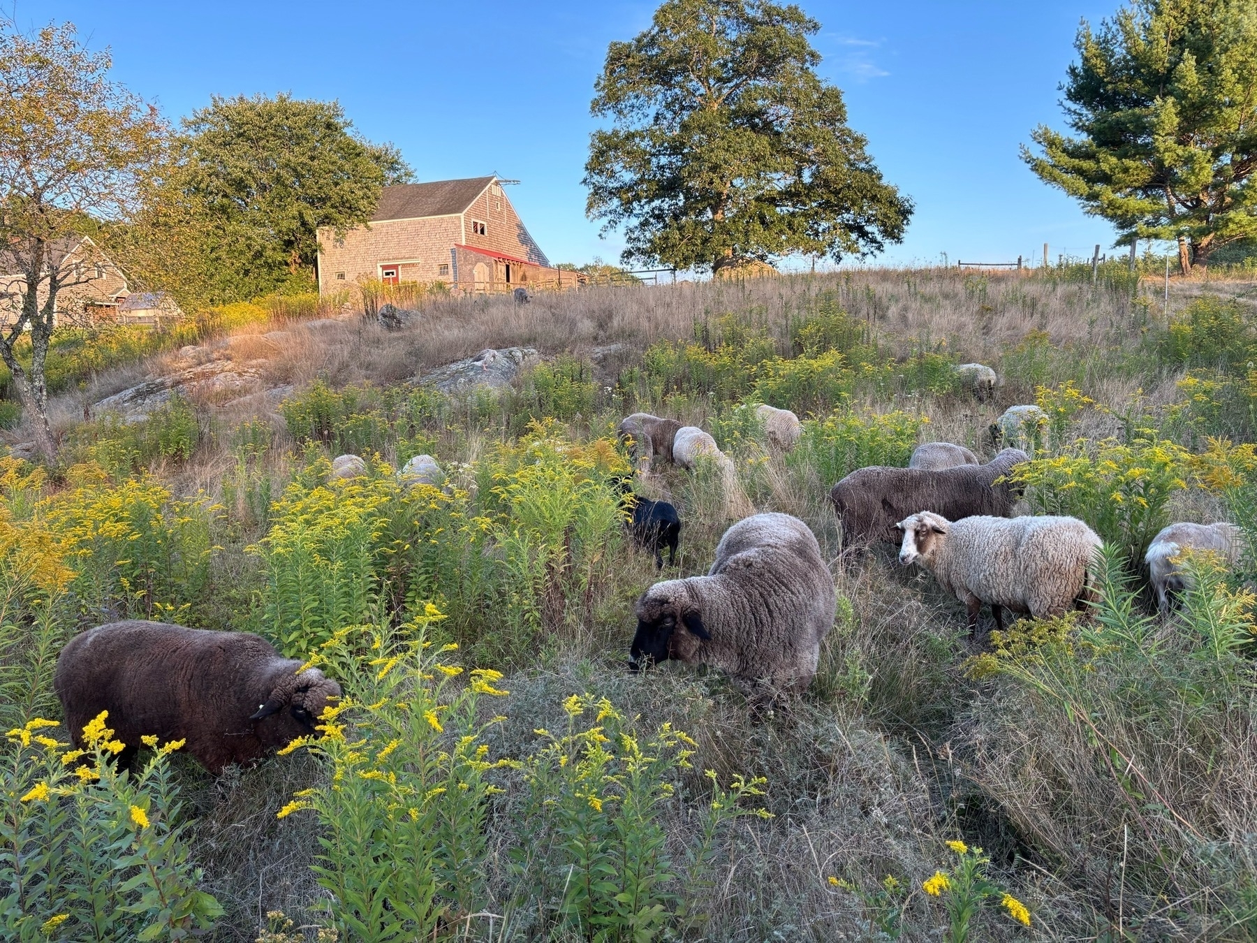 Another wider shot of the flock among grass and goldenrod, with a bright blue sky bisected by the outline of a large tree in the background, and the barn in one corner.