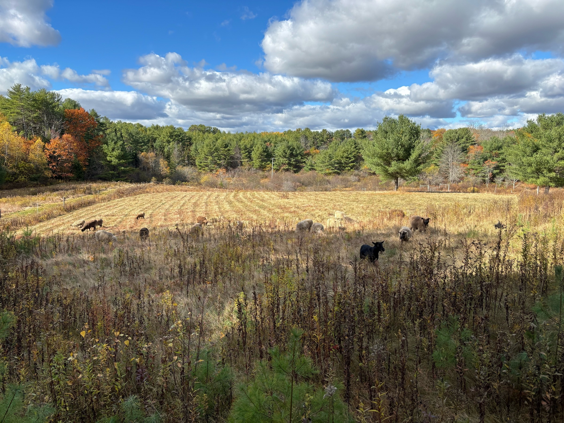 A sunny day.  Grey-white clouds in a bright blue sky. Below that, a blur of green trees behind the light brownish-green field.  A flock of sheep is spread out, grazing. Closer up, in the shadow, taller grasses and brush grow.