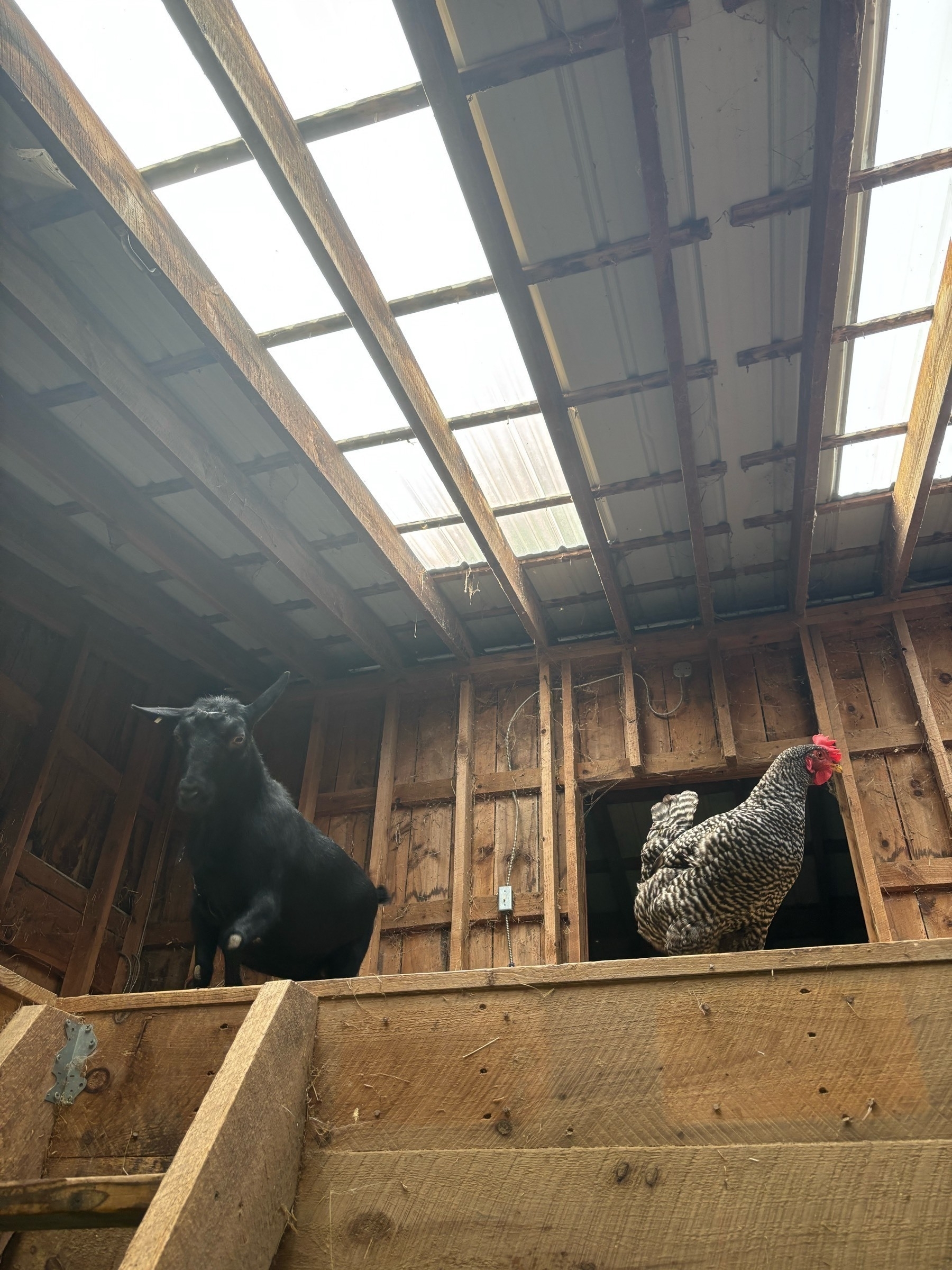 Now the black goat is standing at the top of the stairs that go down, and the black-and-white chicken is turning away