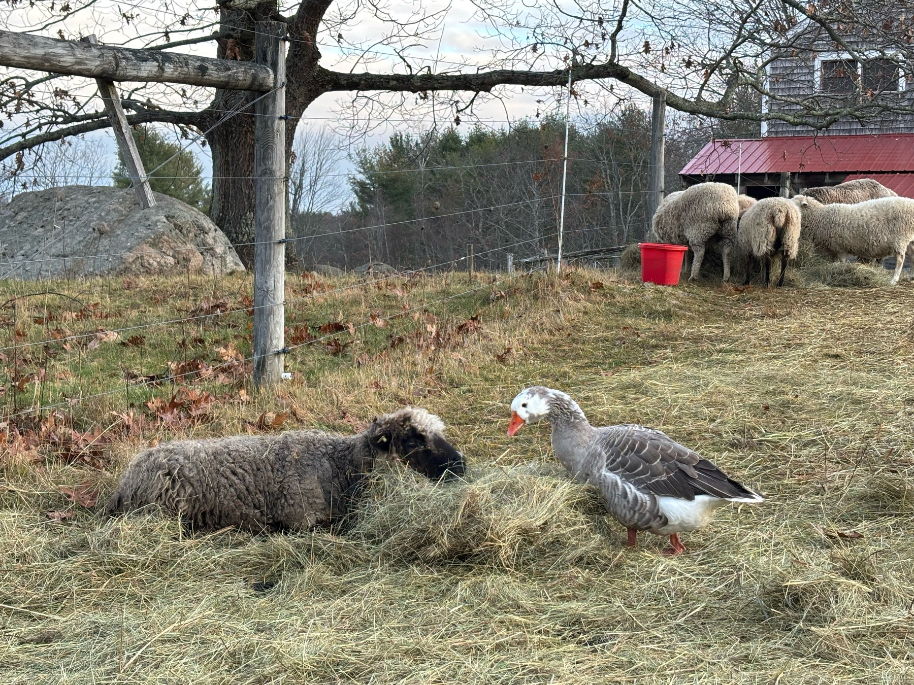 An old gray ewe lies on the ground eating hay.  A great goose stands on the other side of the bits of hay munching on it.  There are some sheep and fencing in the background, and the grass around them is light-brown close to hay.