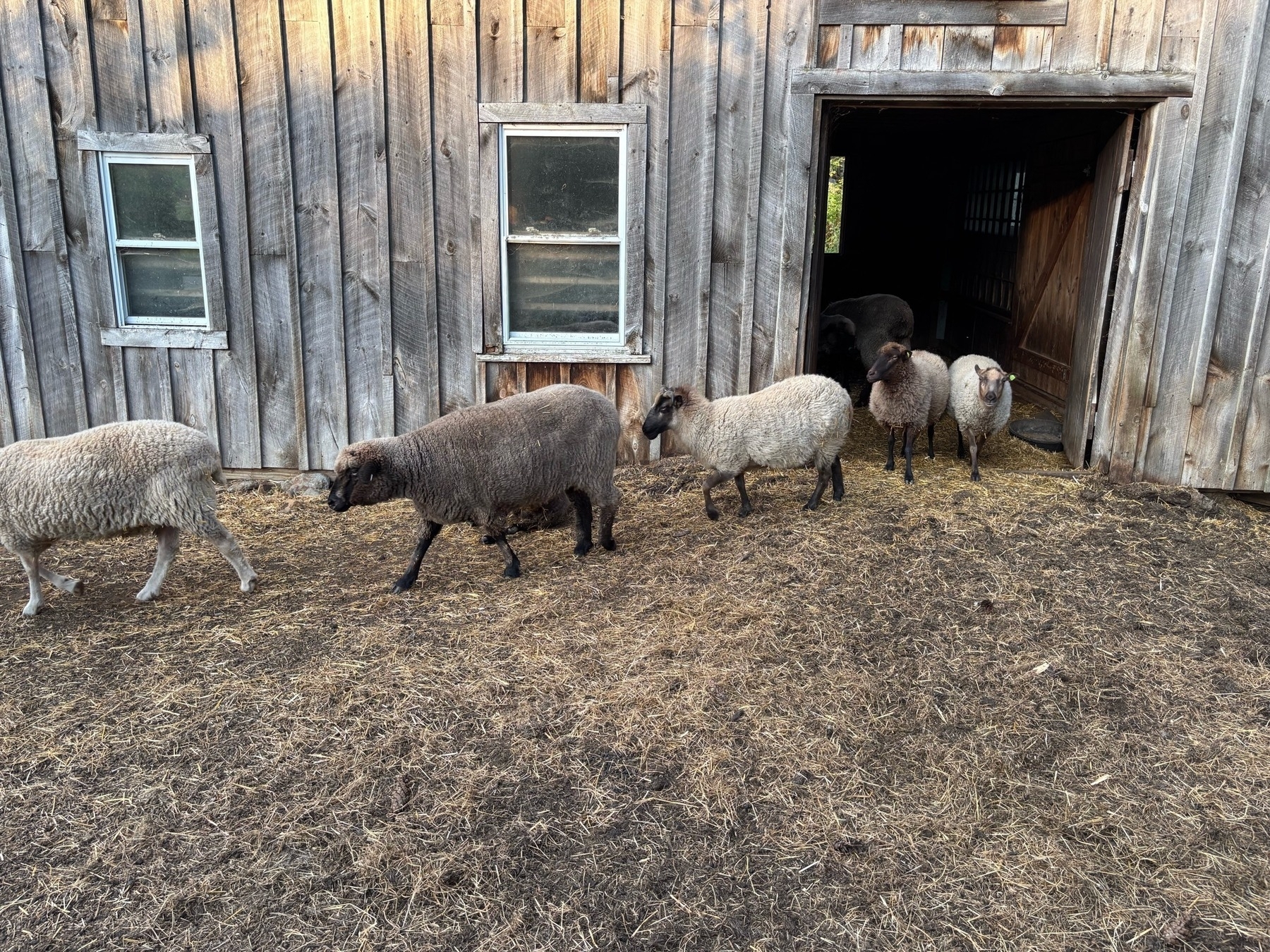 A wooden barn wall, with dirt and hay in front, and three browns and white sheep trotting to the left in front of the wall