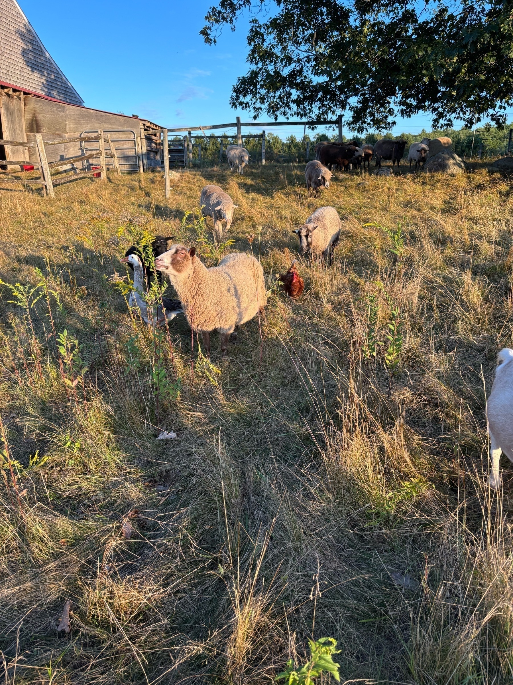 A group of sheep grazing in the golden light of late afternoon.  A bright blue sky and wood barn are in the background.