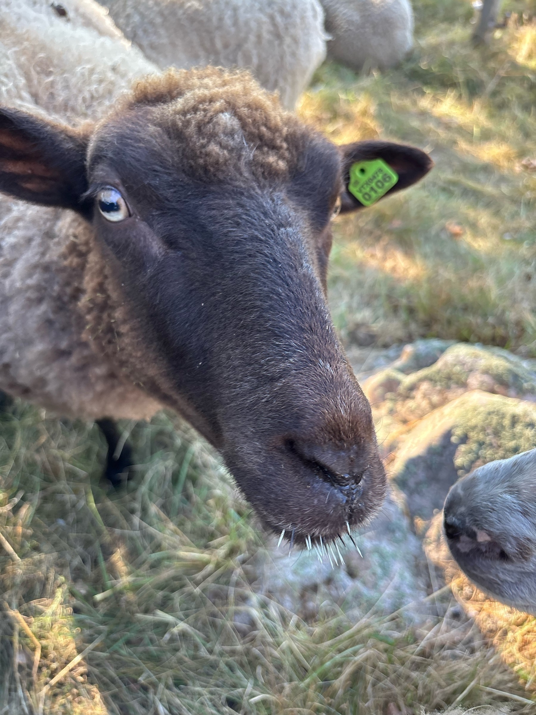 Closeup of the sheep's dark brown face, including ear with green tag and about a dozen black-and-white porcupine quills sticking out of her chin.