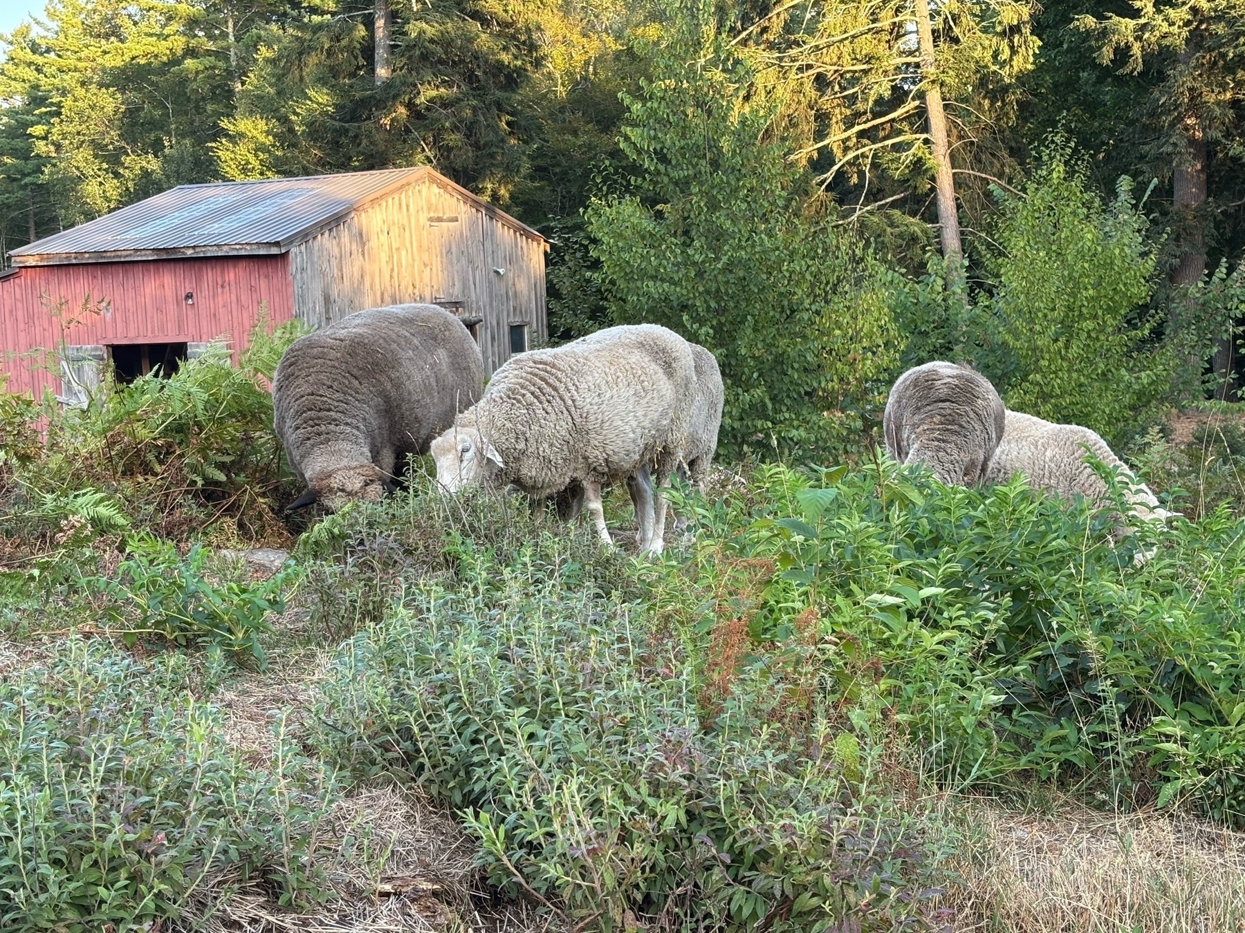 A green photo with sheep (brown and white) in the foreground among grass and ferns, a red barn in the middle distance, and gold-green tree leaves above