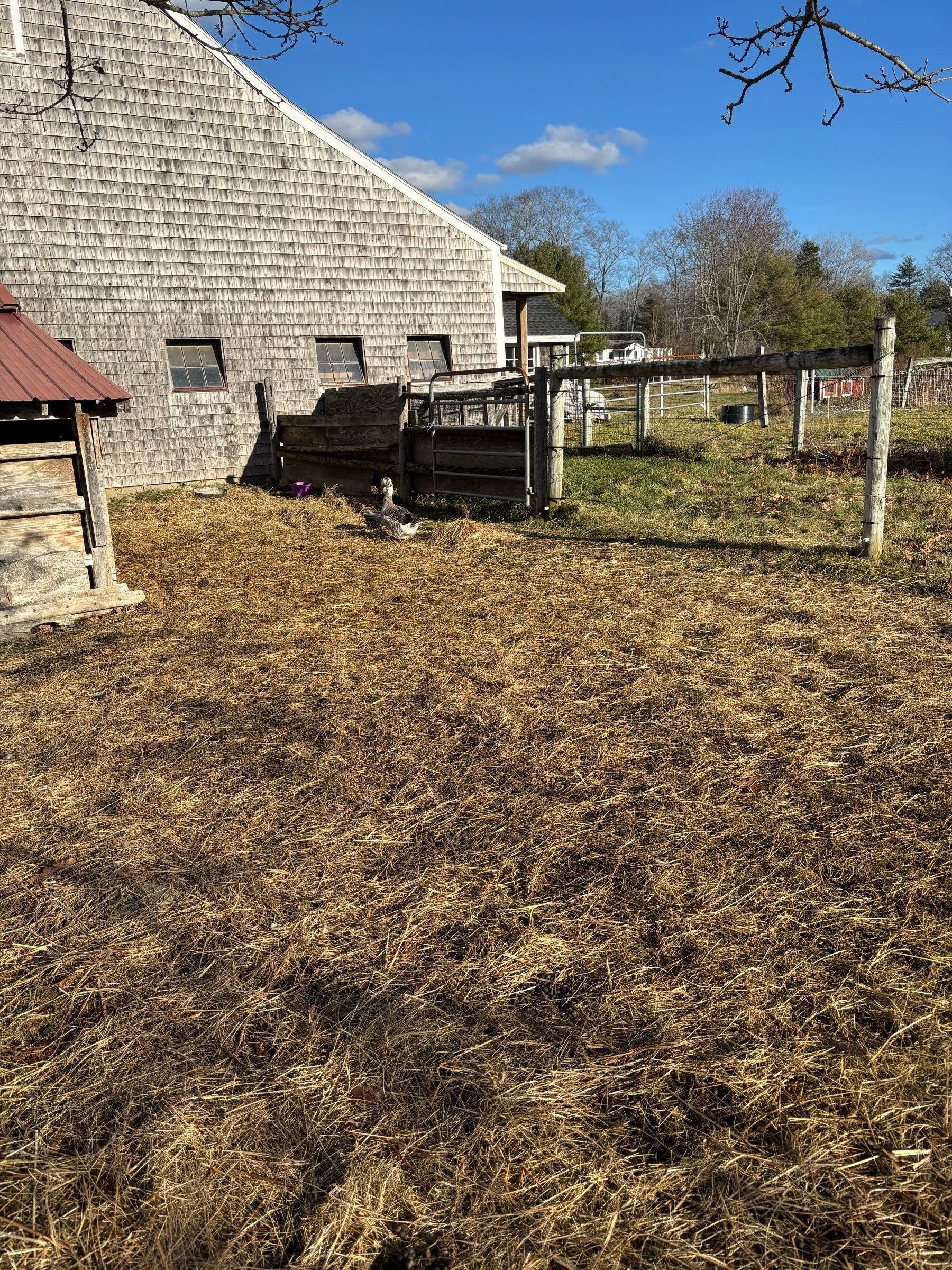 A grey goose is somewhat visible among brown grass and hay on a bright sunny day, with a grey barn wall behind her.