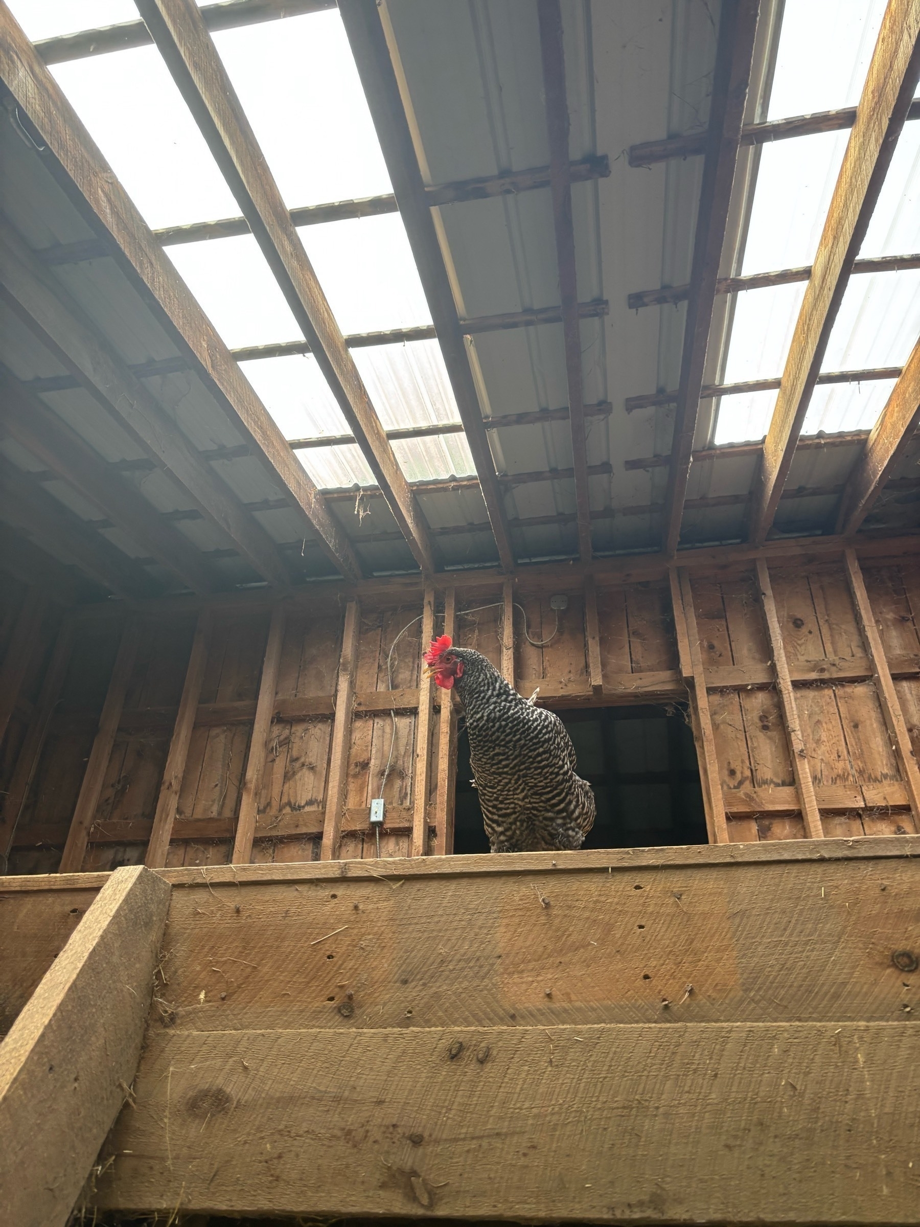 A black and white speckled chicken stands above the viewer on a wooden barn floor.  The stairs up are visible, as are the translucent plastic windows above her